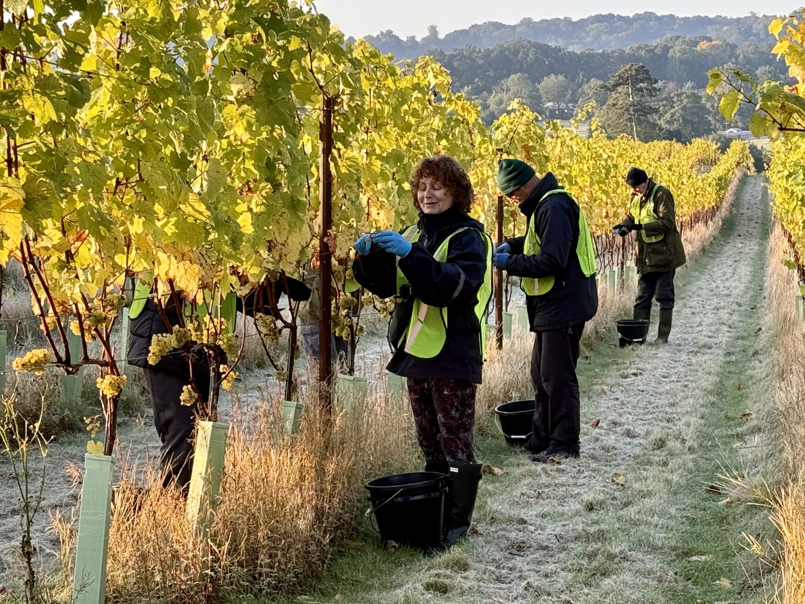 Lokkelebery Vineyard photo 3