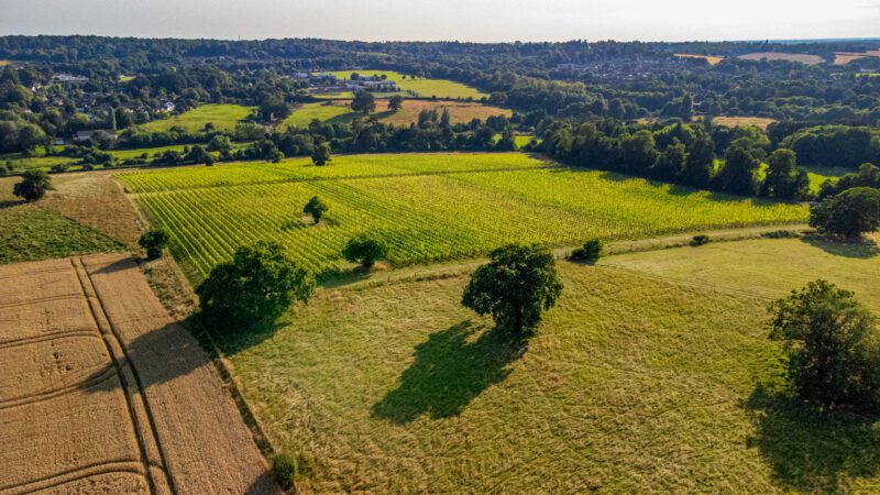 Lokkelebery Vineyard photo 4