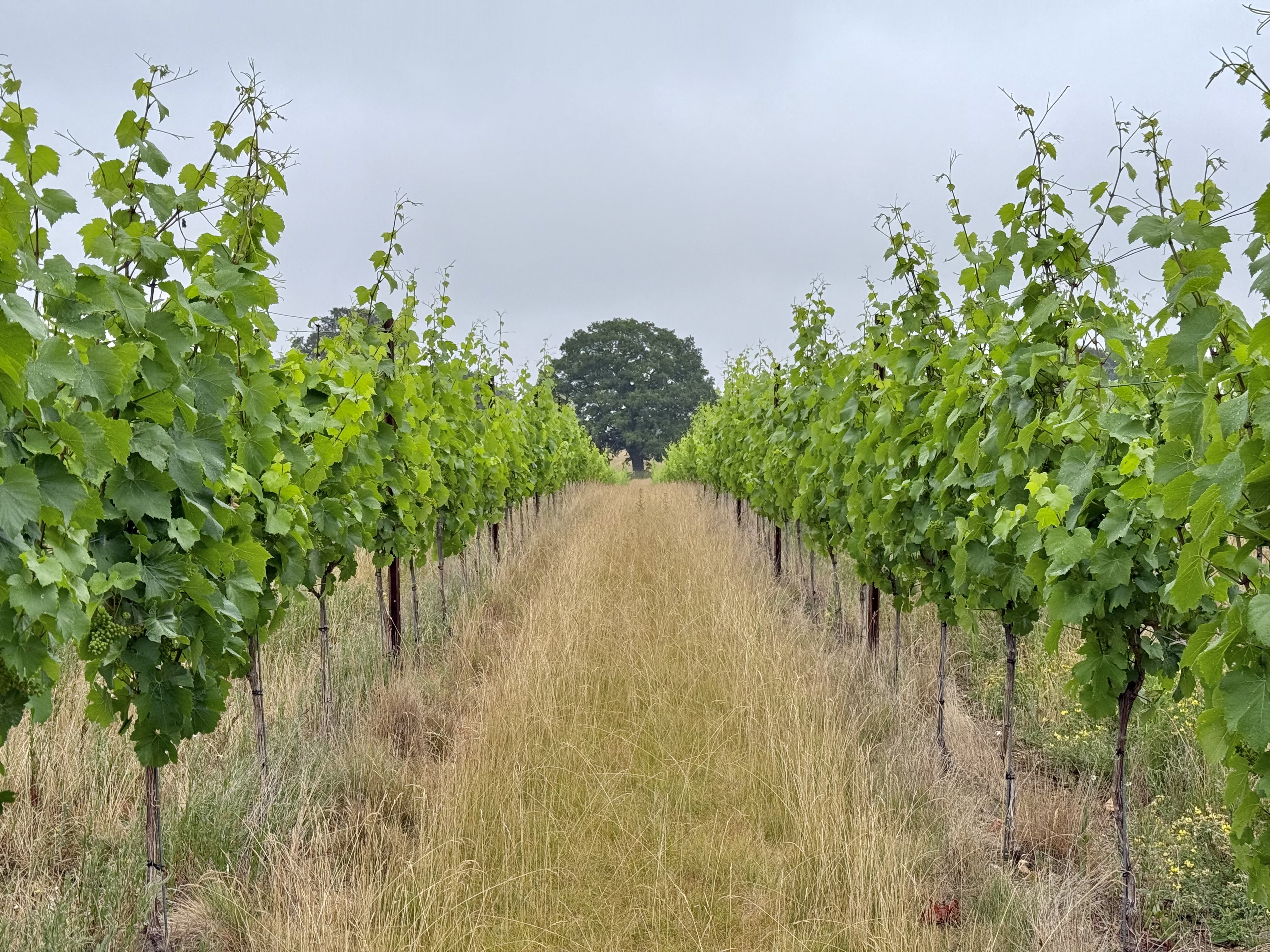 Lokkelebery Vineyard main photo