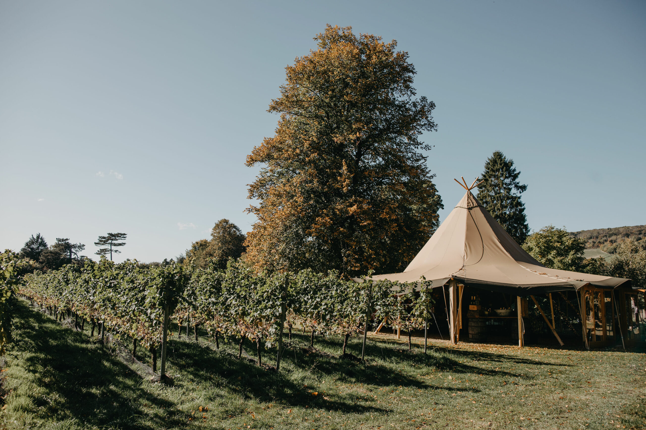 The Mount Vineyard photo 2