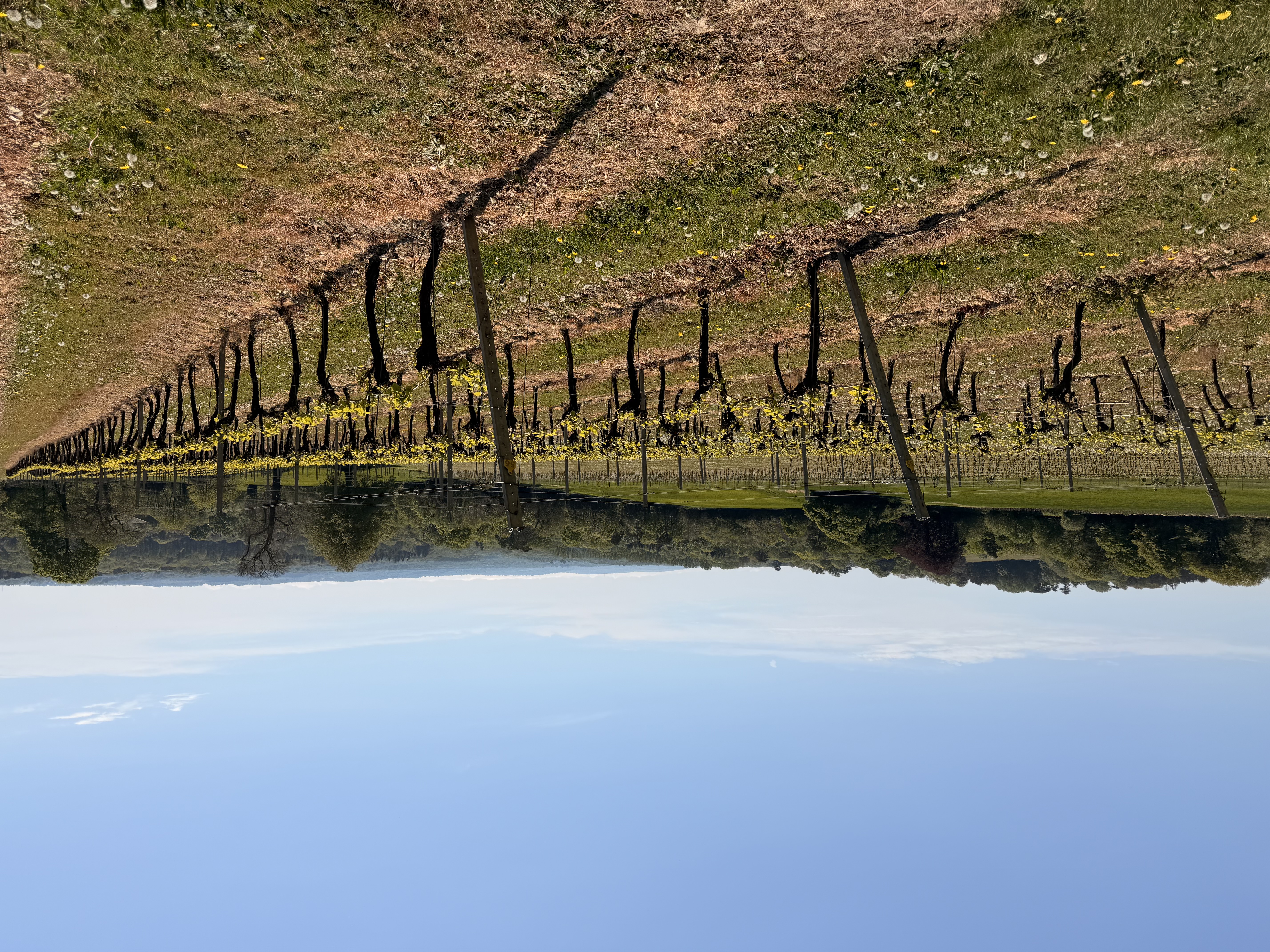 Mountfield Vineyard main photo