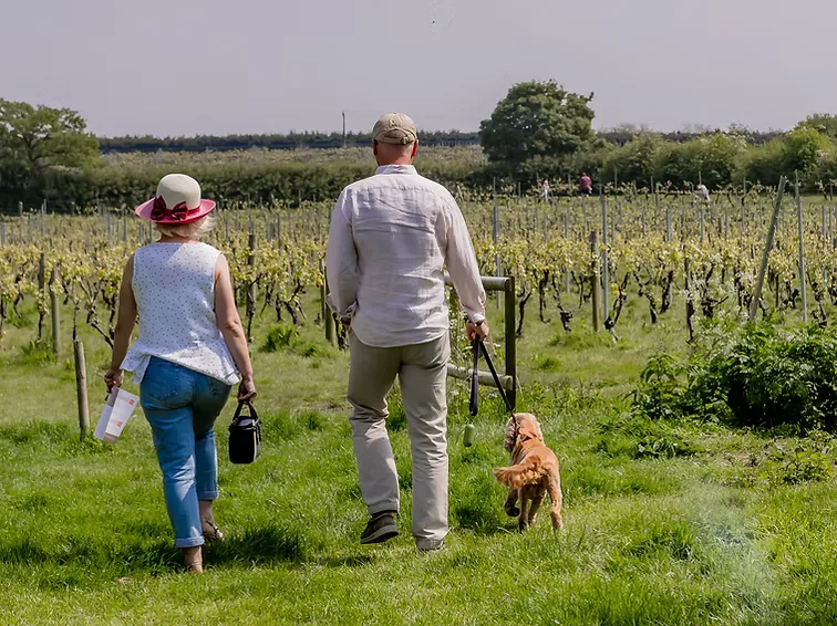 Best Dog Friendly Vineyards and Wineries