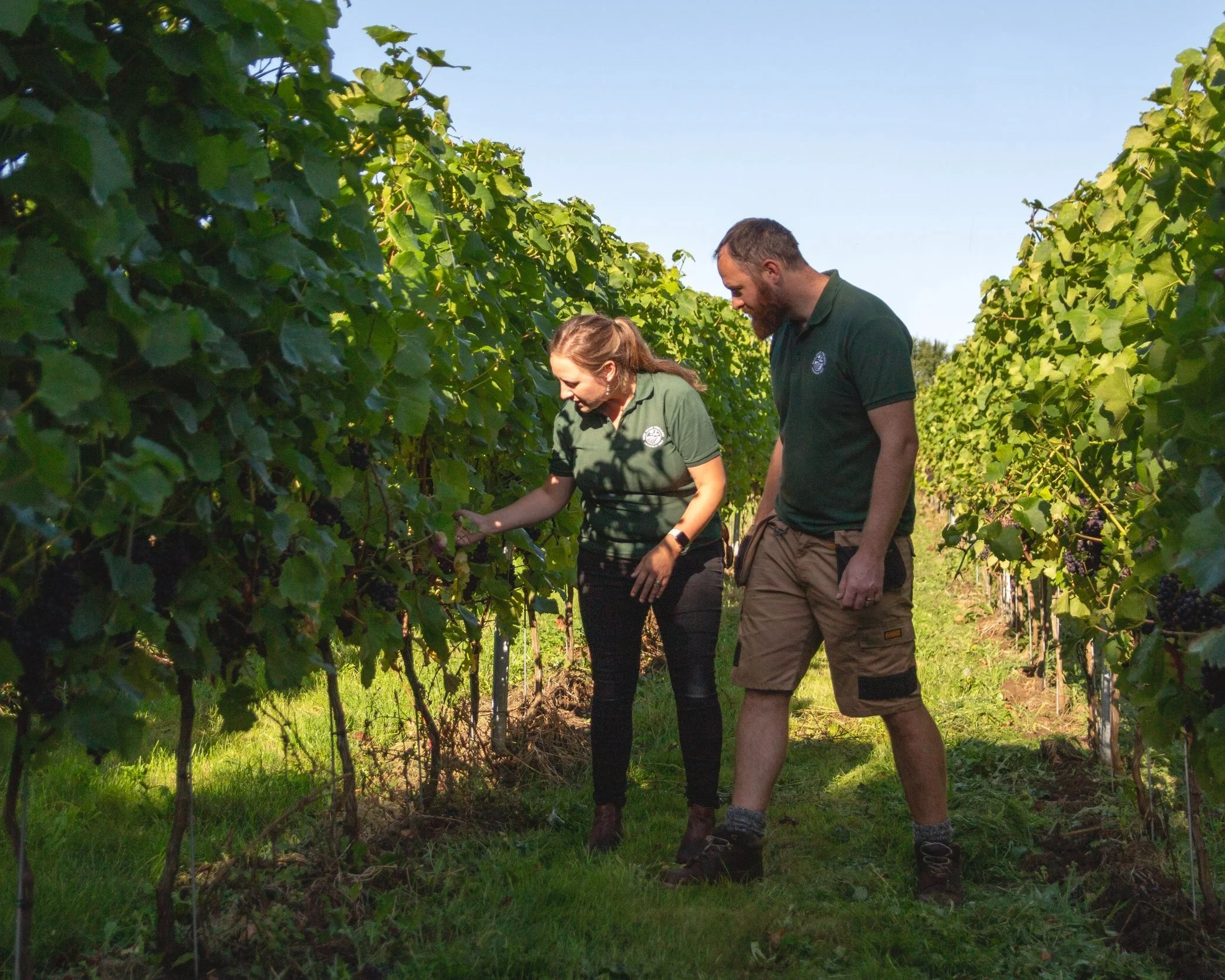 Nine Oaks Vineyard photo 4