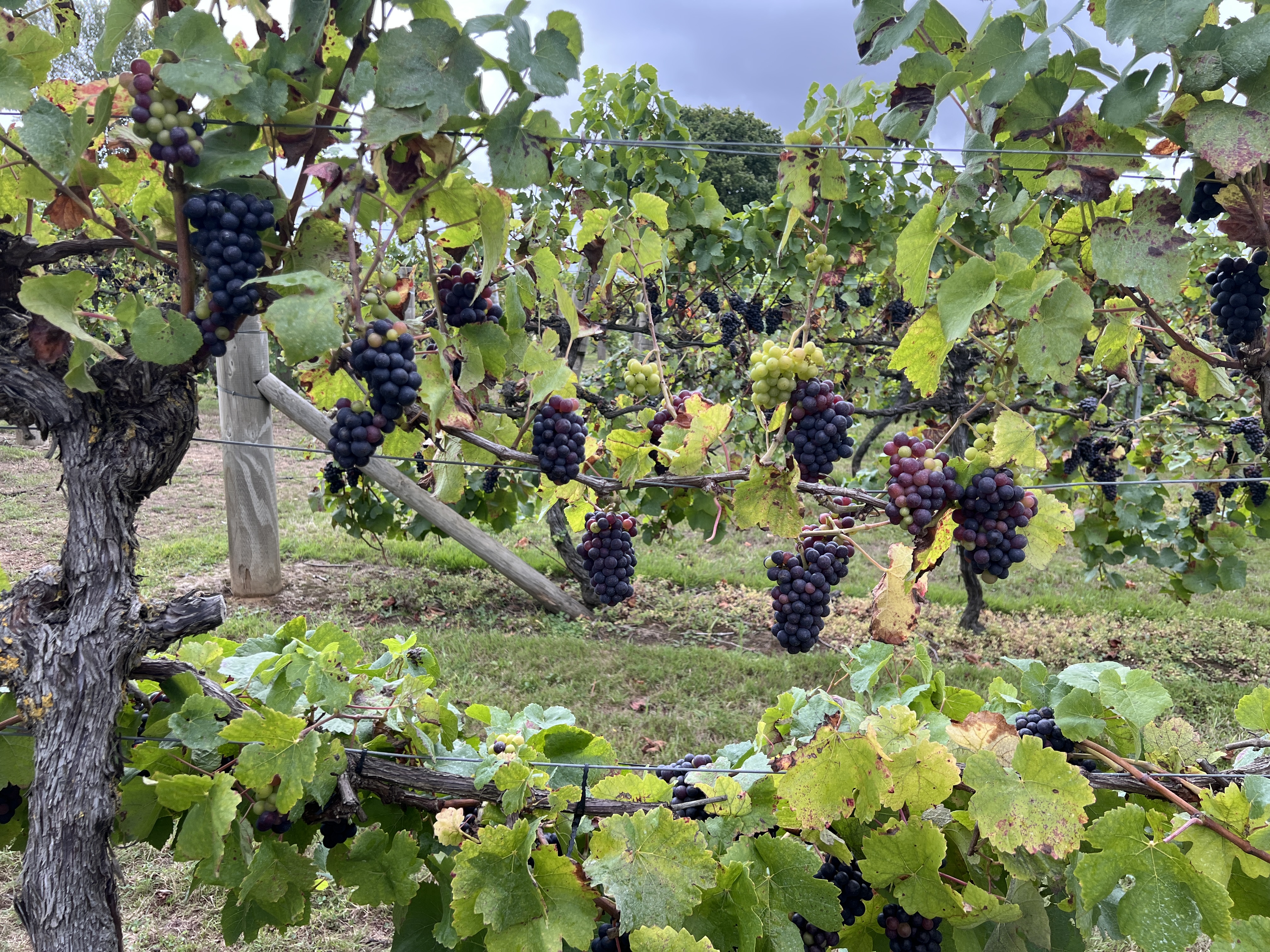 A Guide to England's Historic Vineyards