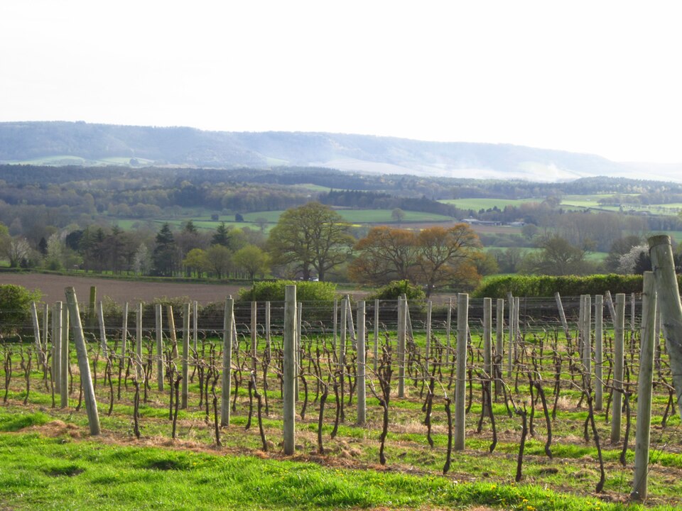 Nyetimber photo 2