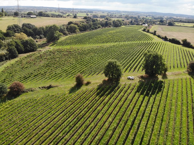 Pattingham Vineyard main photo