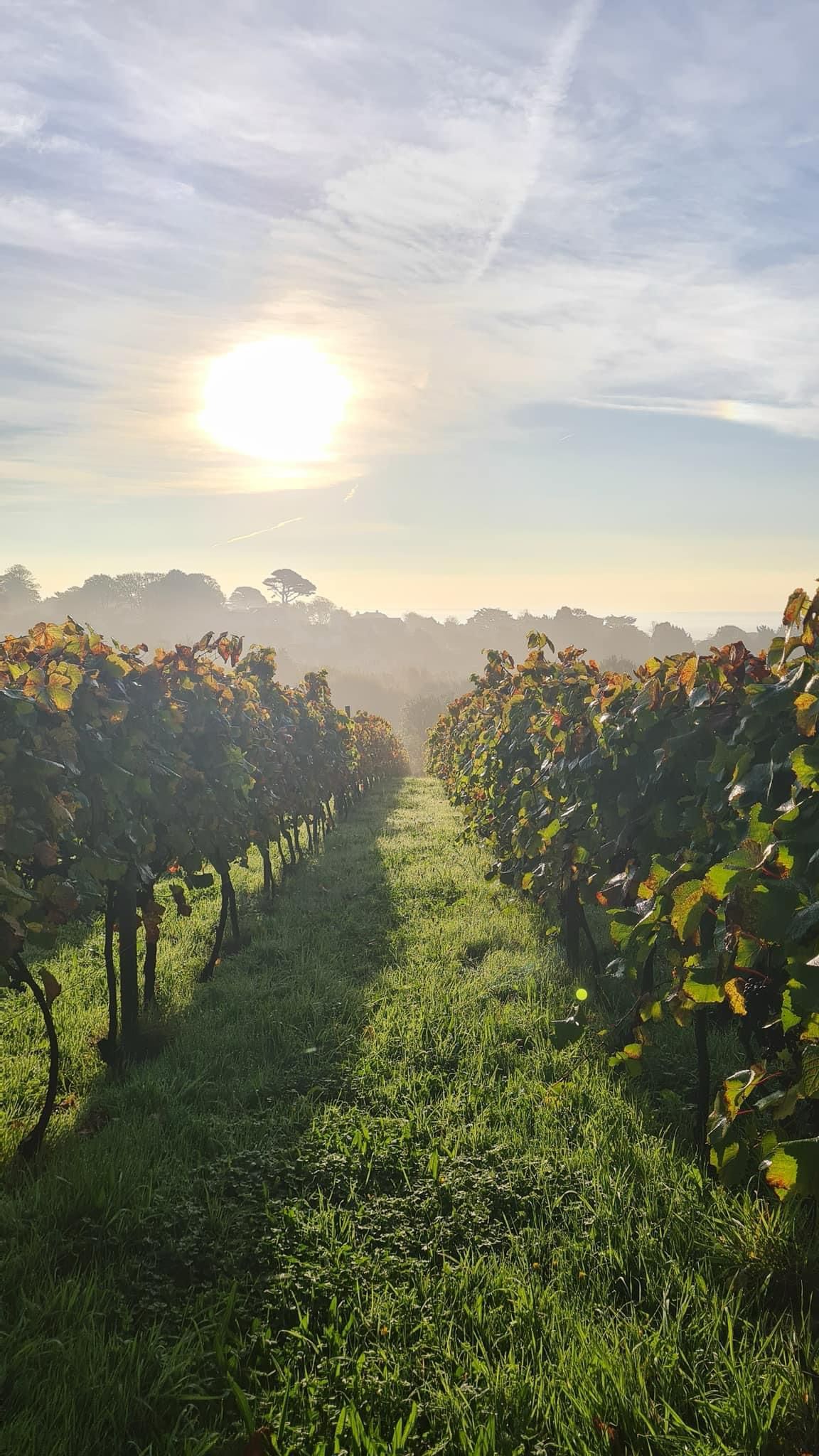 Chet Valley Vineyard main photo
