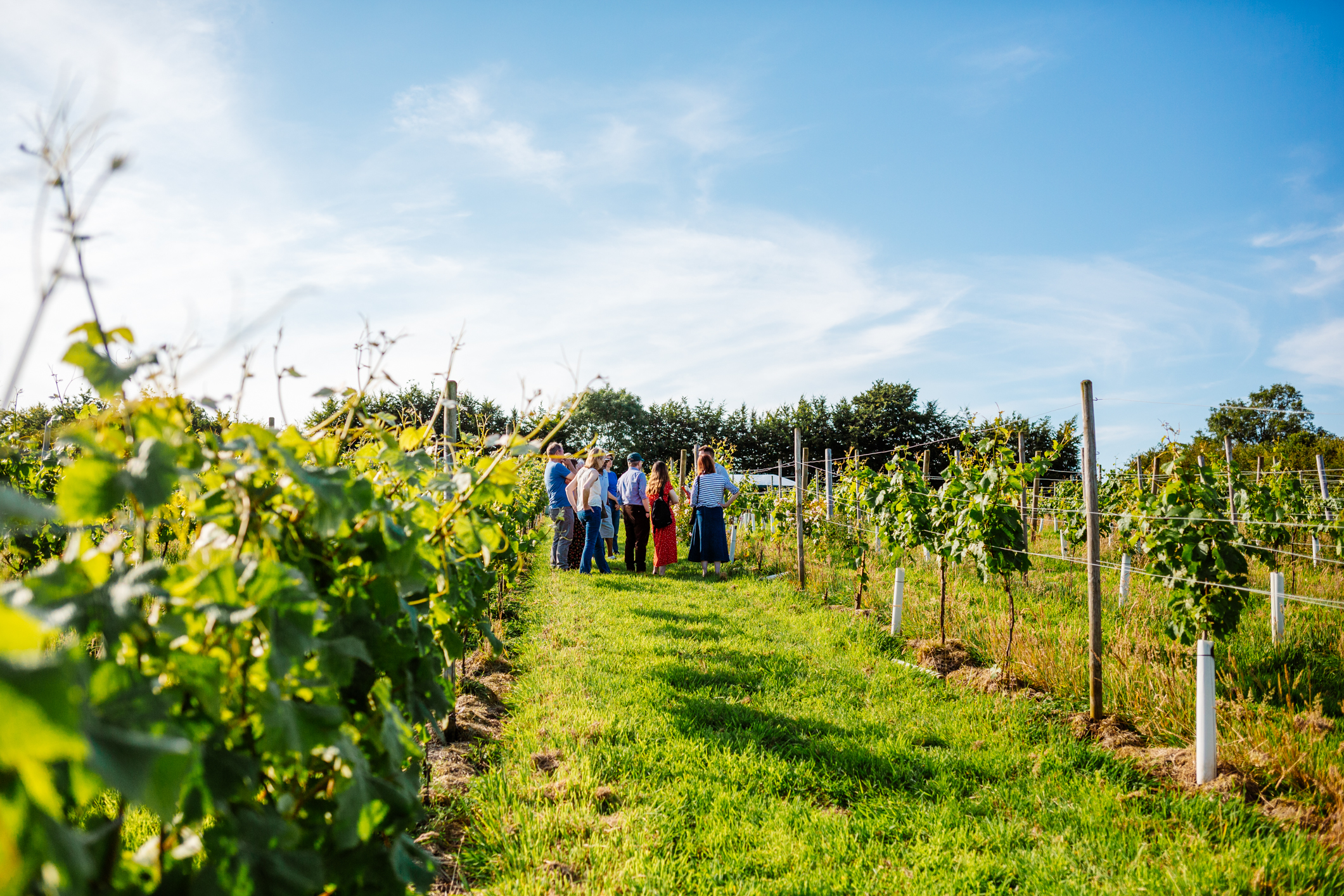 Quoit at Cross Vineyard photo 2