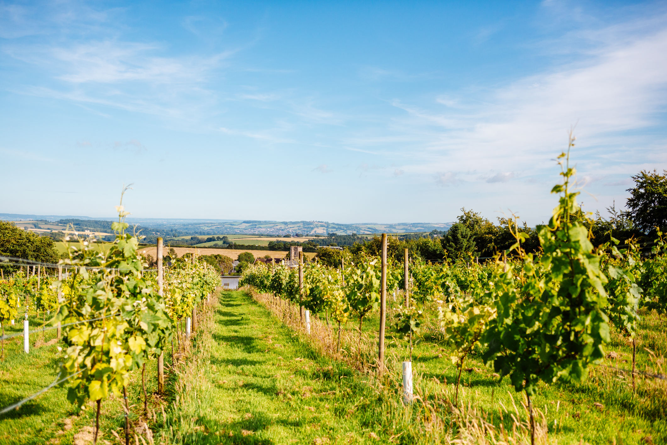 Quoit at Cross Vineyard photo 4