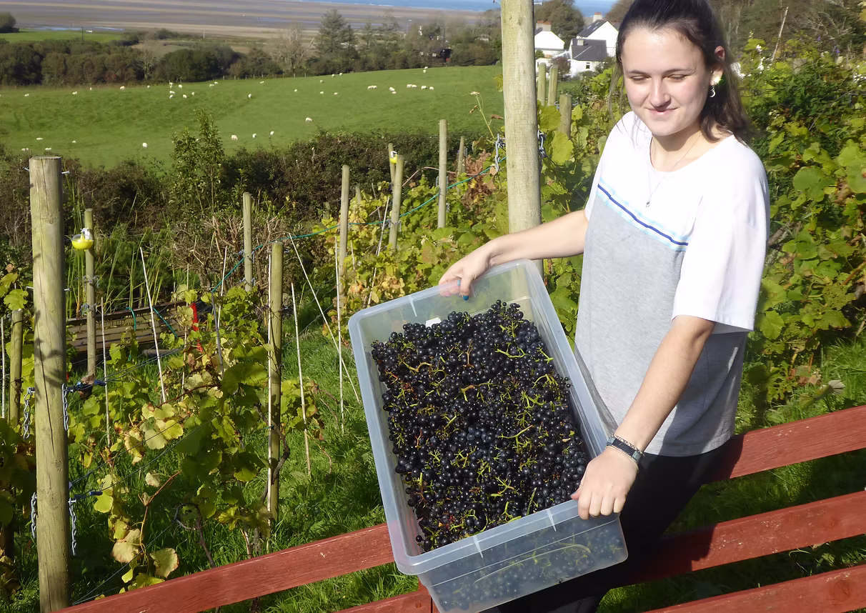 Red Wharf Bay Vineyard photo 4