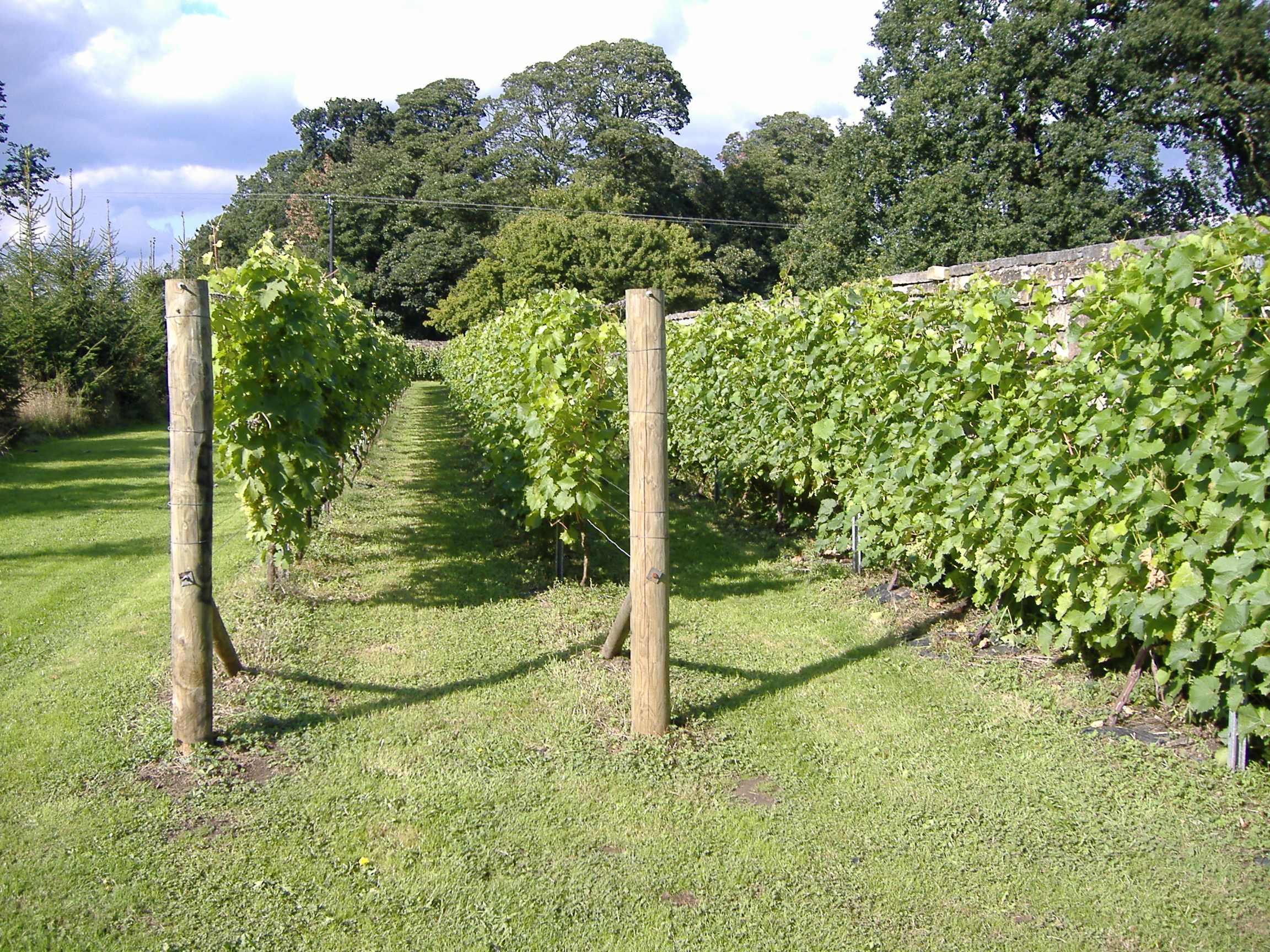Renishaw Hall Vineyard photo 3