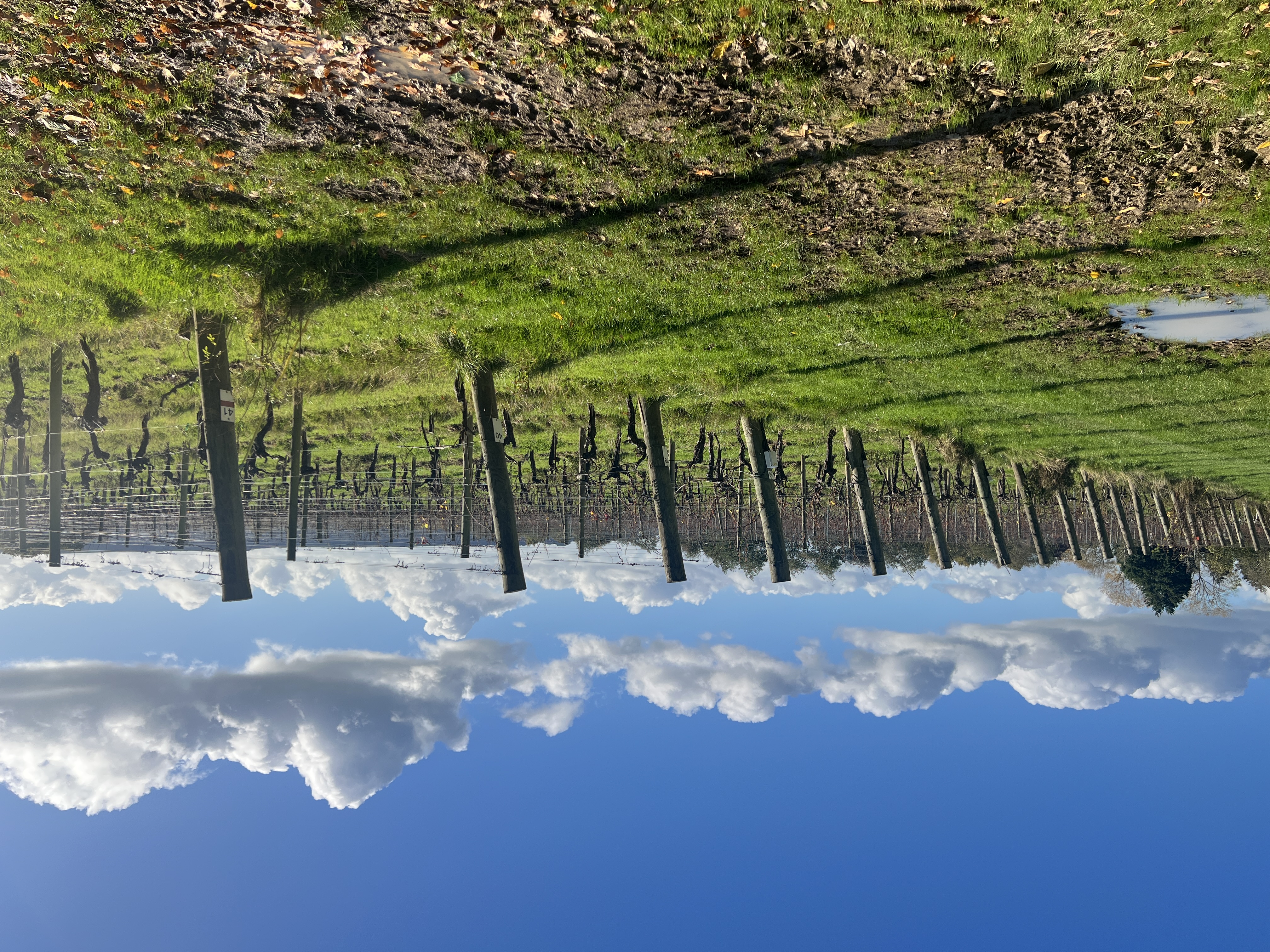 Ridgeview Wine Estate main photo