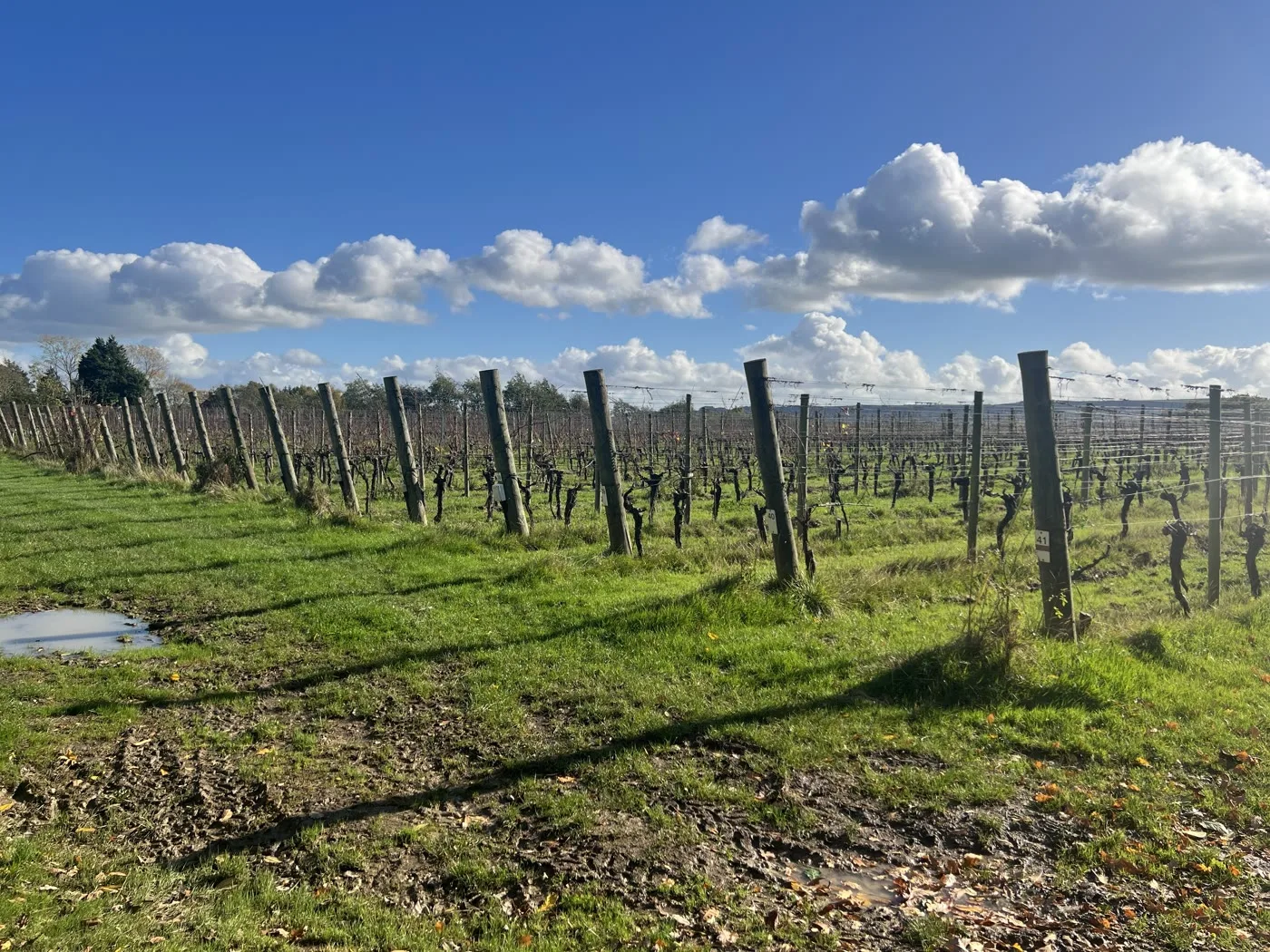 Best Vineyards You Can Walk To in Sussex