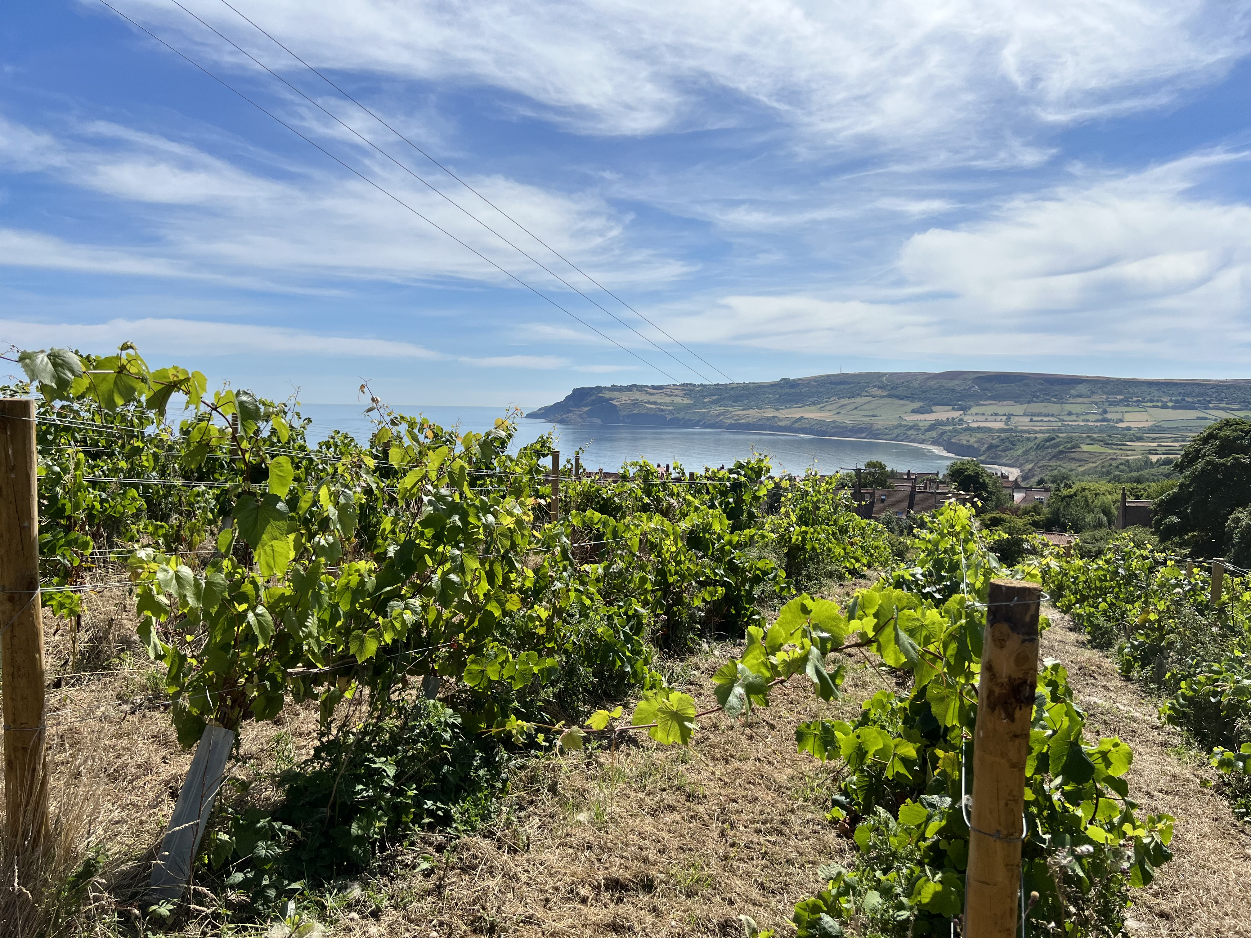 Yorkshire Vineyard Trail
