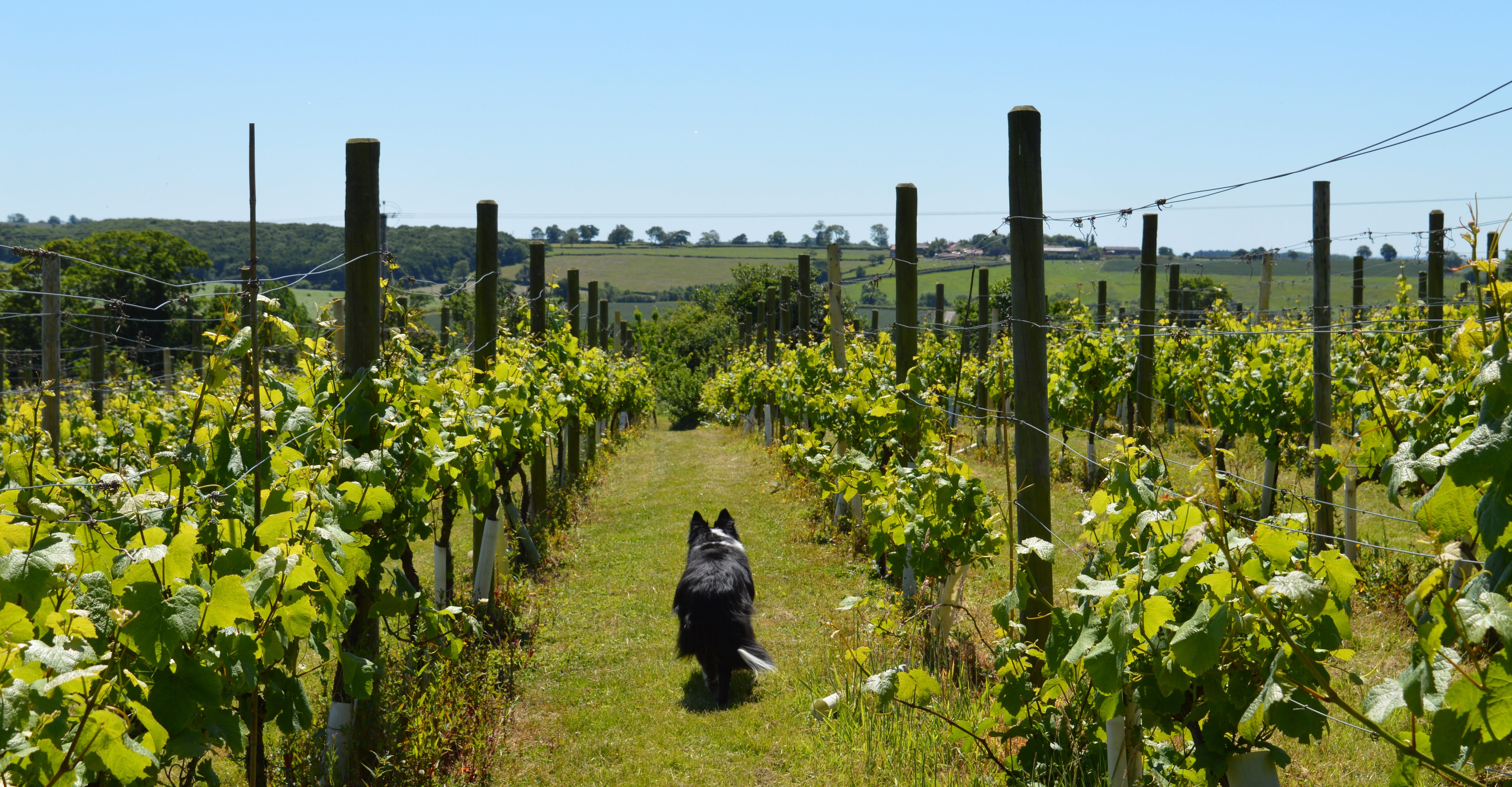Ryedale Vineyards main photo