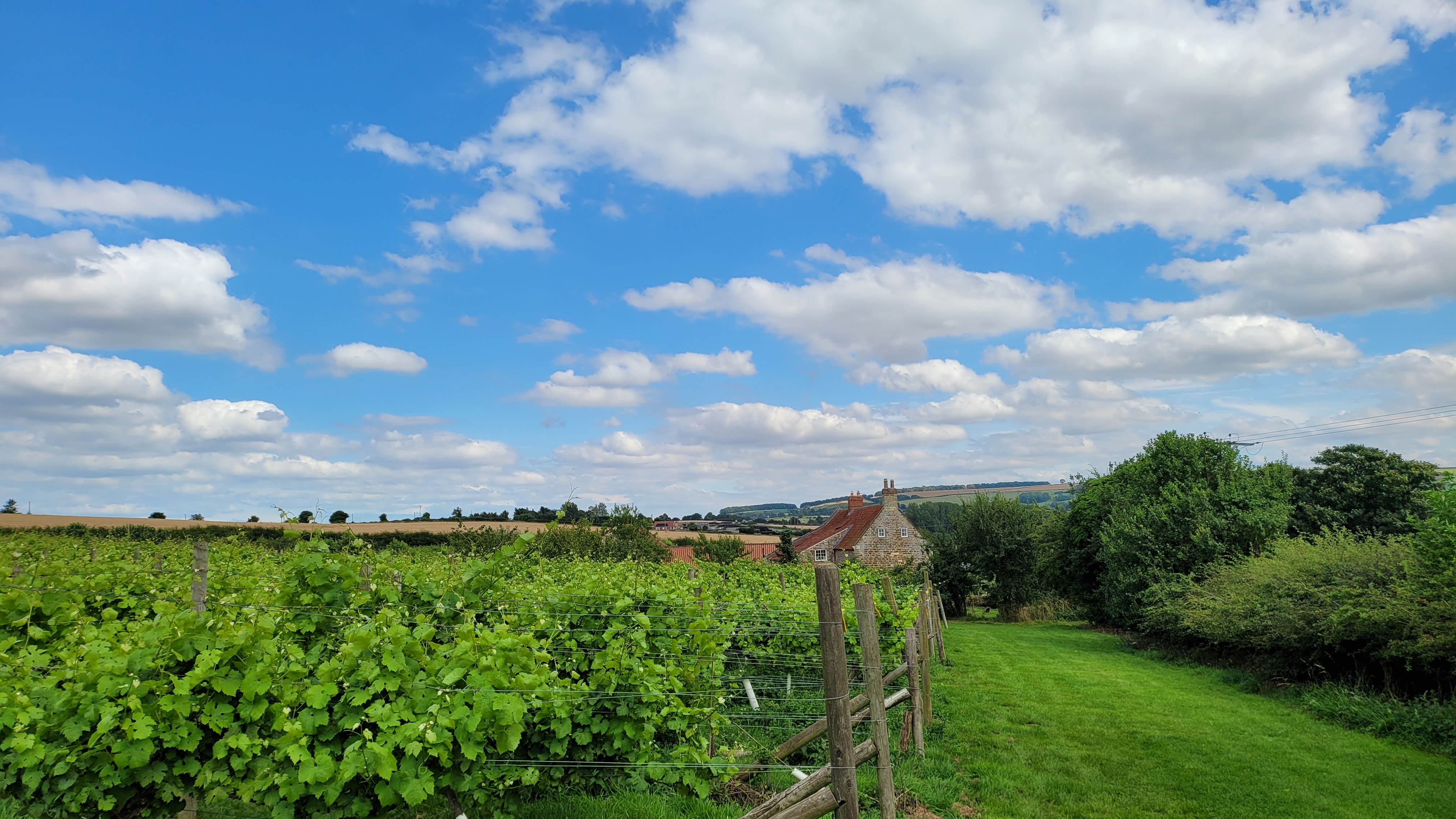 Ryedale Vineyards photo 2