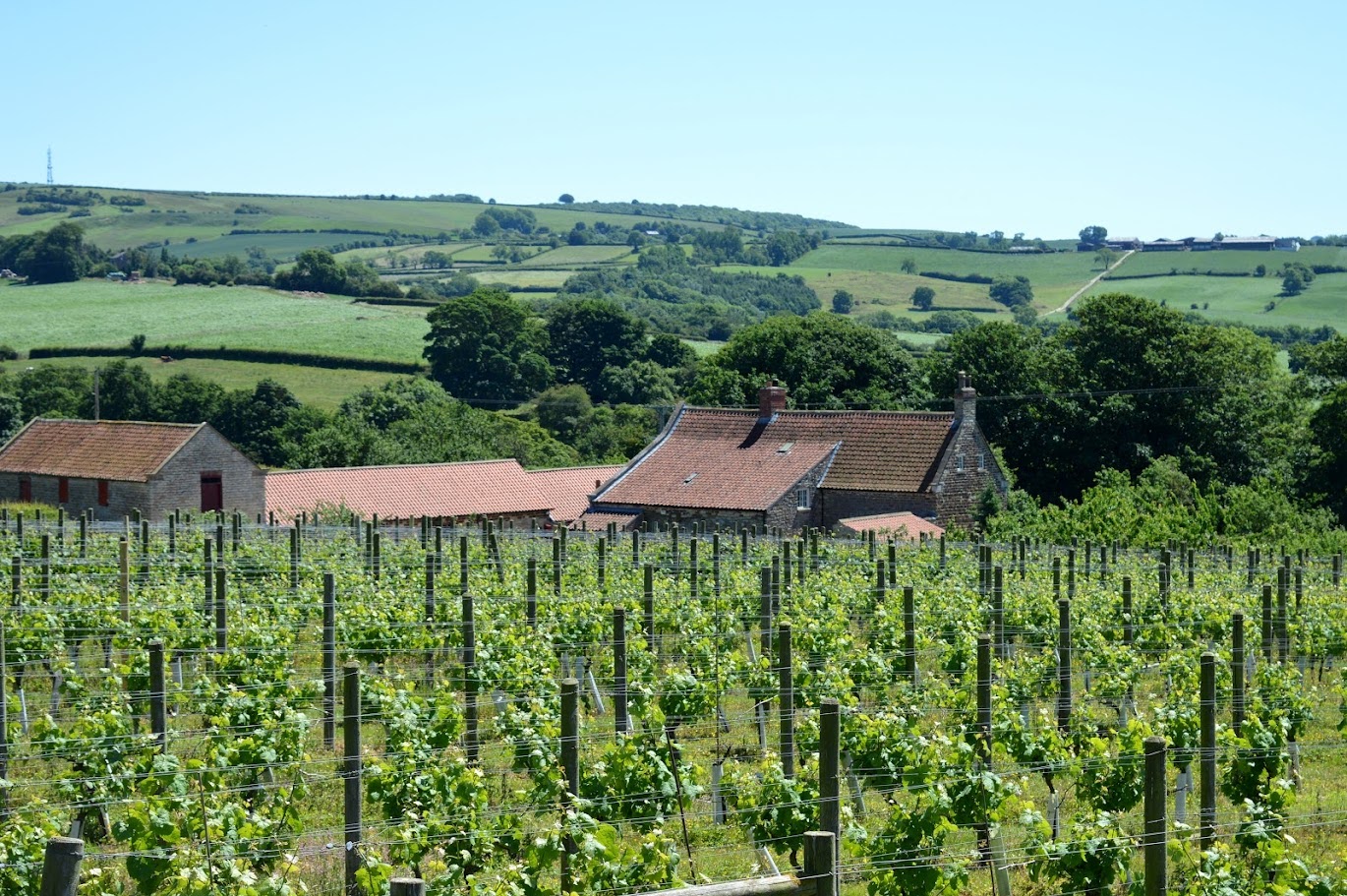 Ryedale Vineyards photo 3