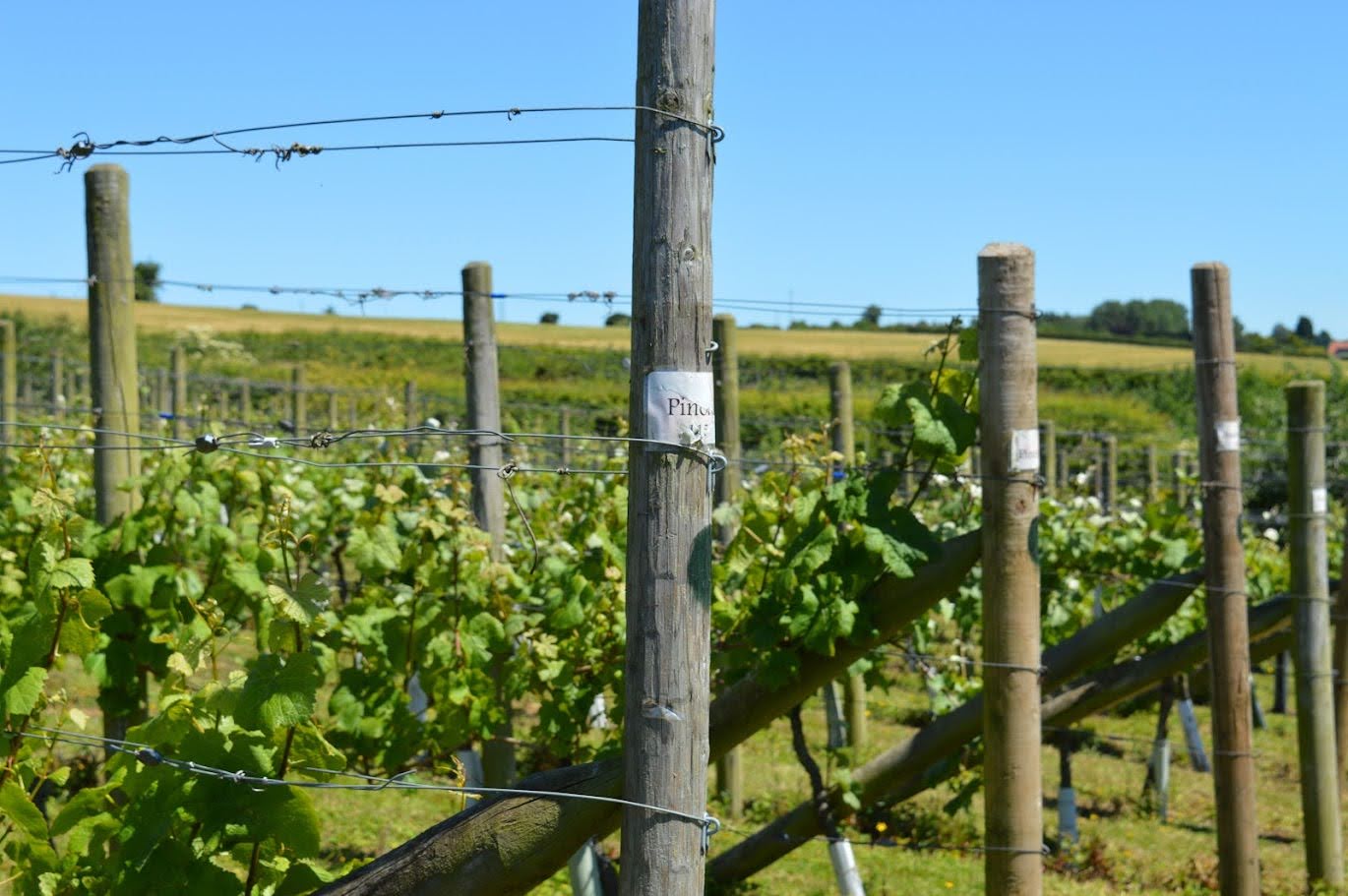 Ryedale Vineyards photo 5