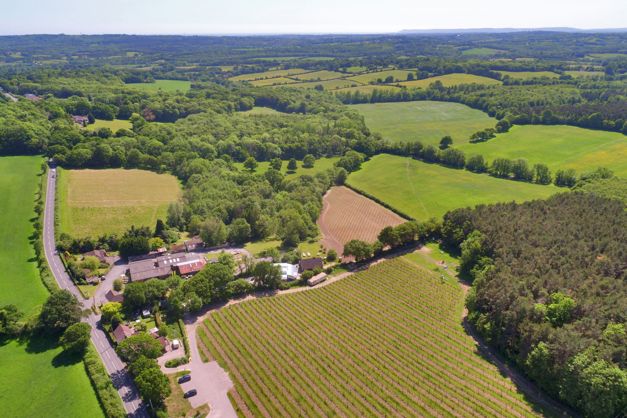 Sedlescombe Organic Vineyard photo 2