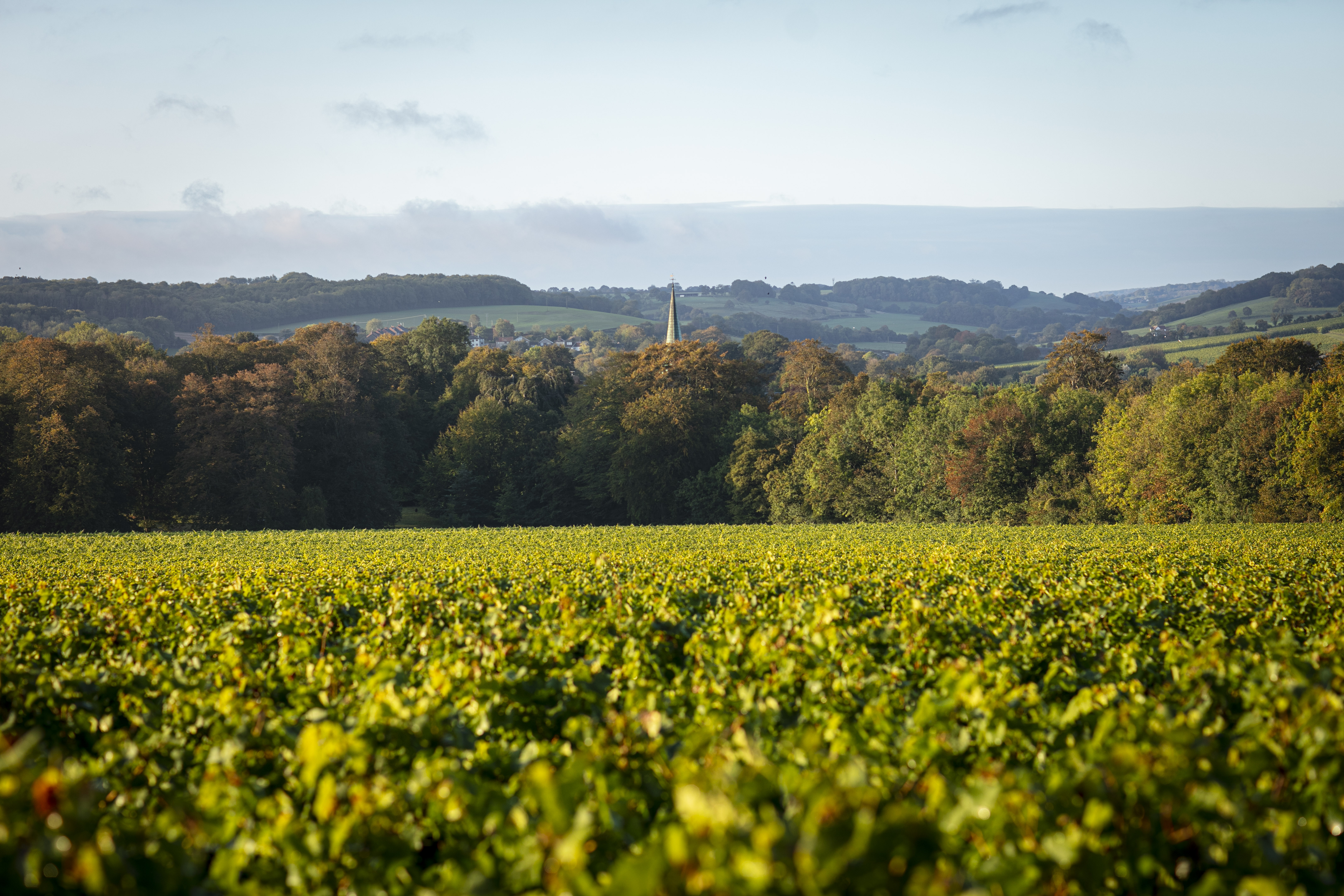 Simpsons Wine Estate main photo