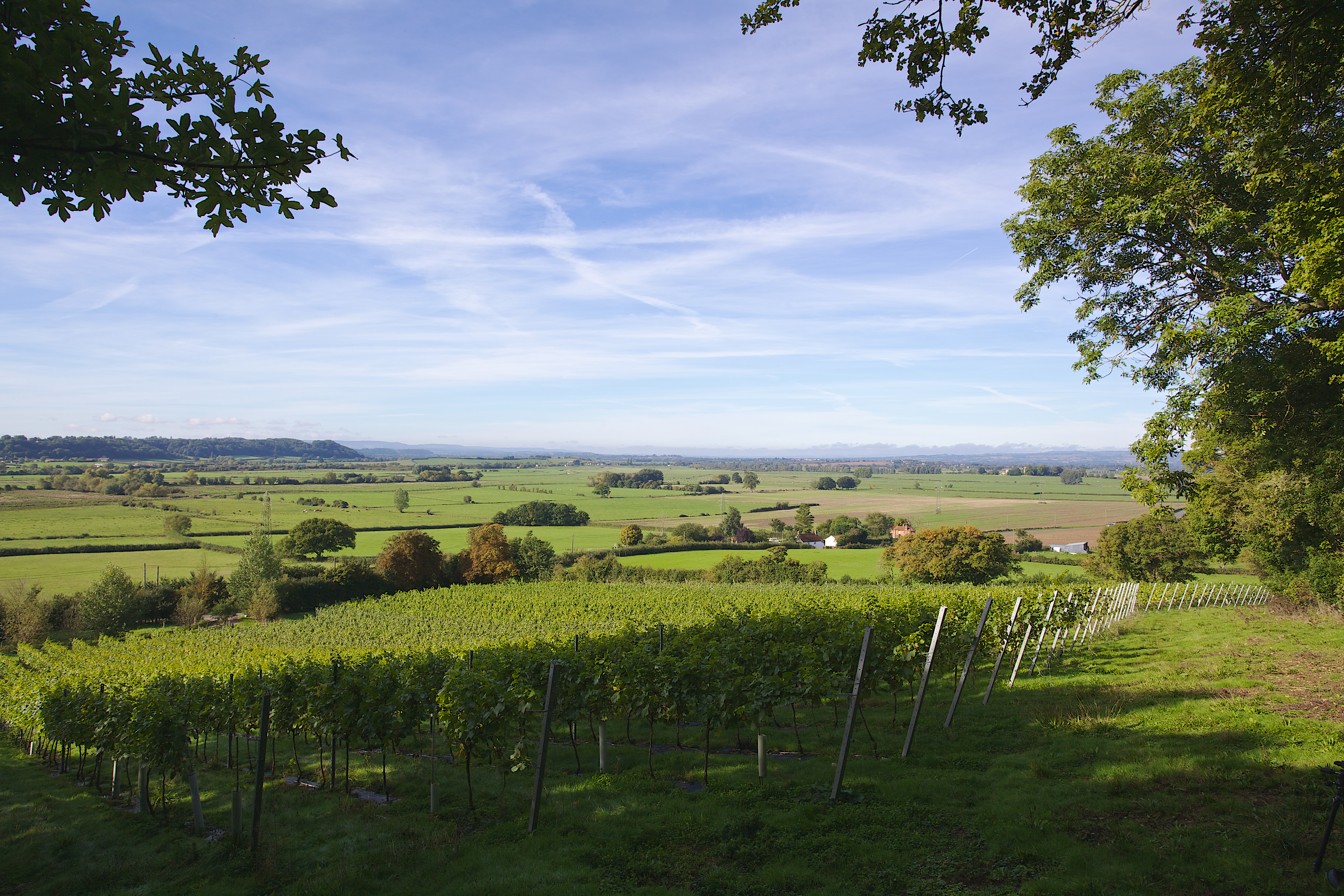 Smith And Evans Wines photo 2