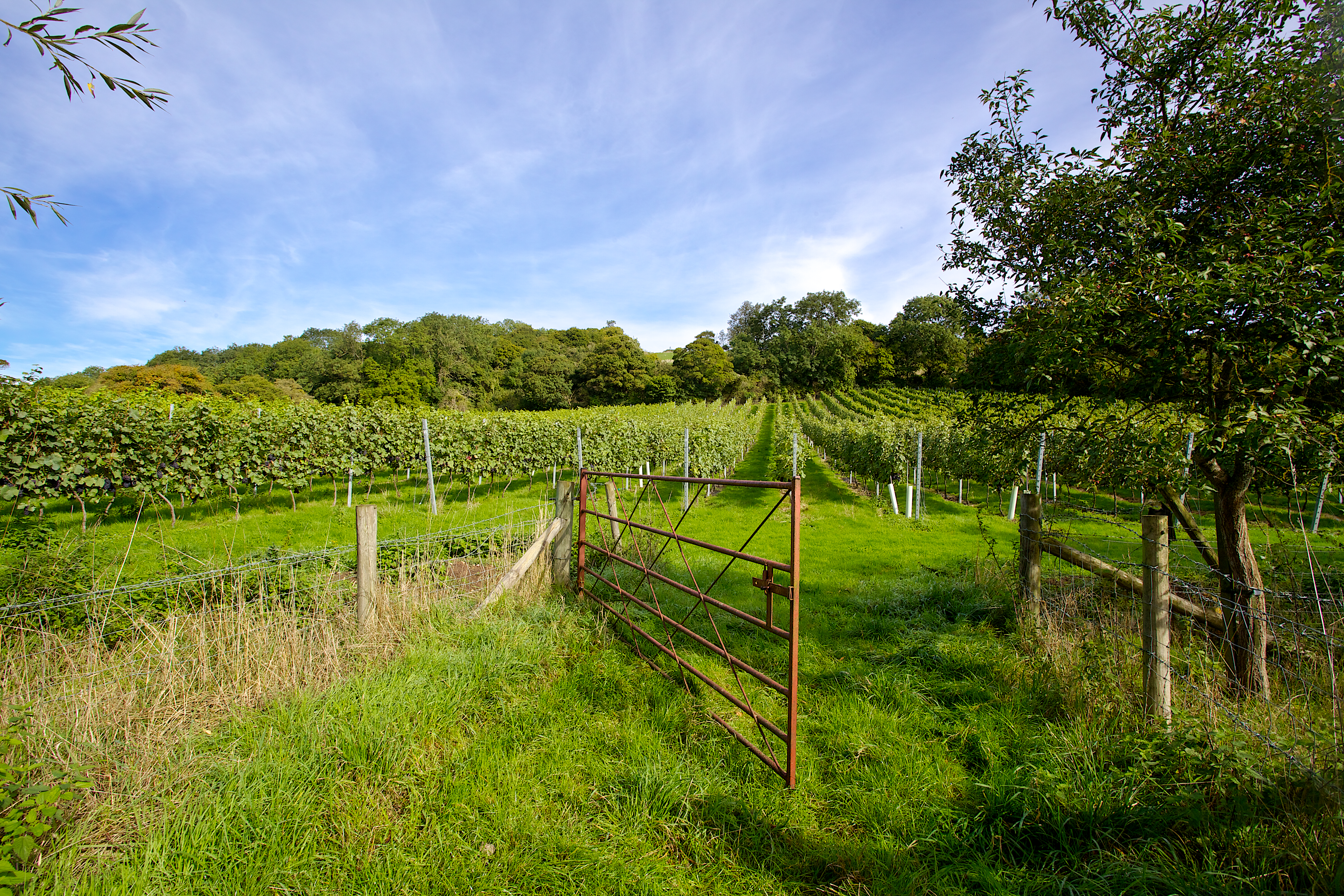 Smith And Evans Wines photo 3