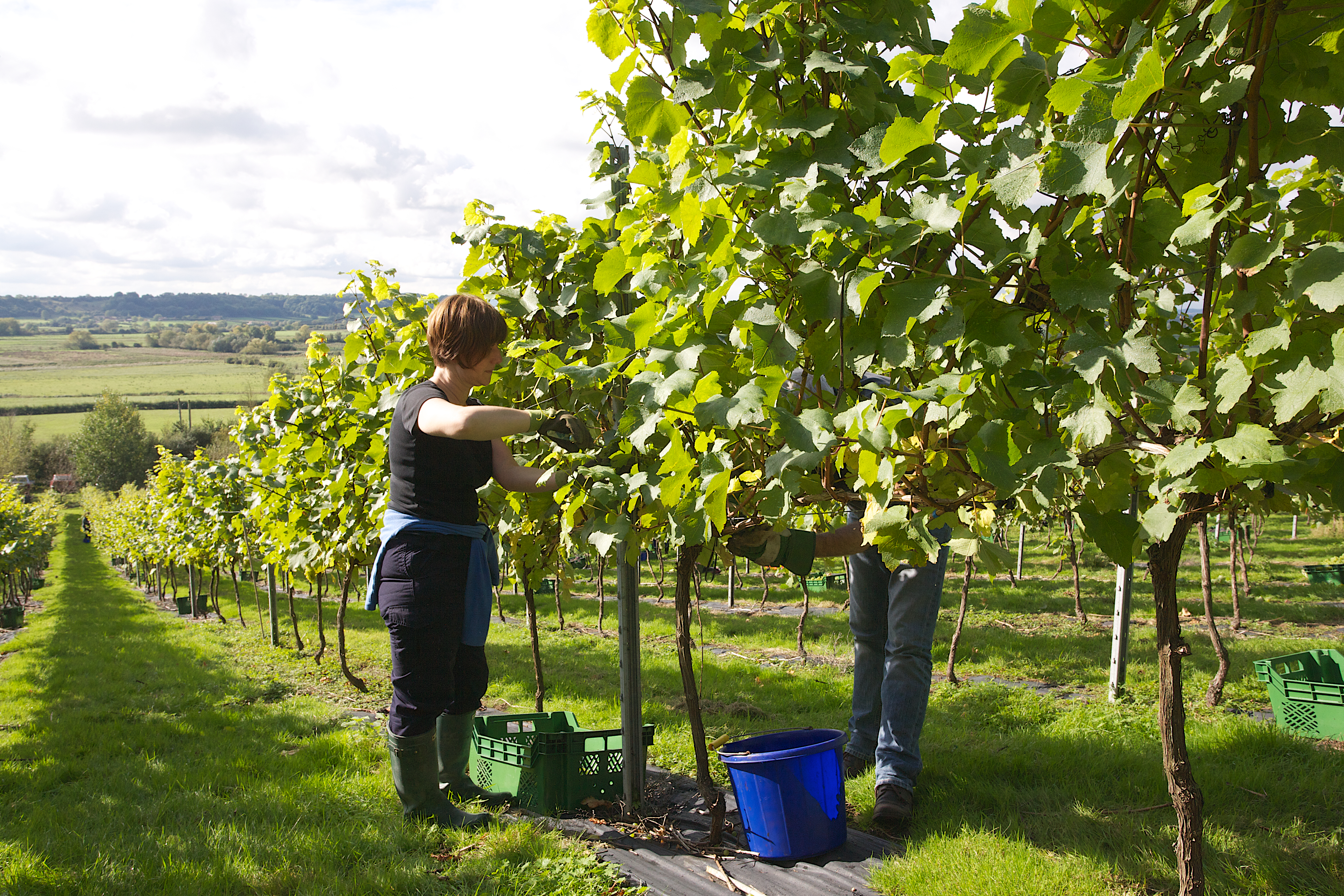 Smith And Evans Wines photo 5