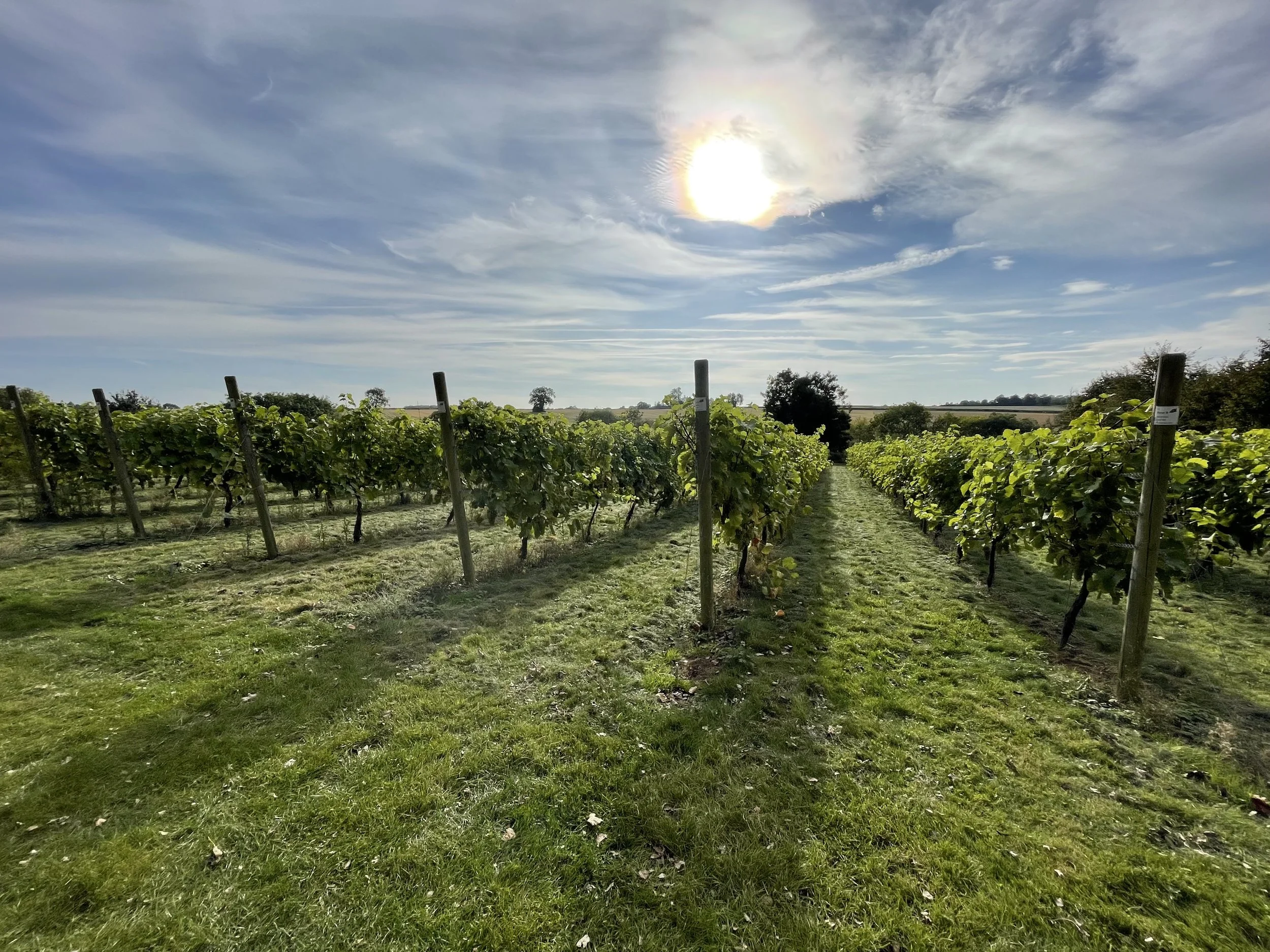 Stonyfield Wine photo 2