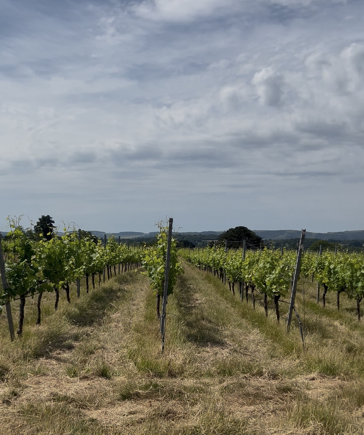 Stopham Vineyard photo 3