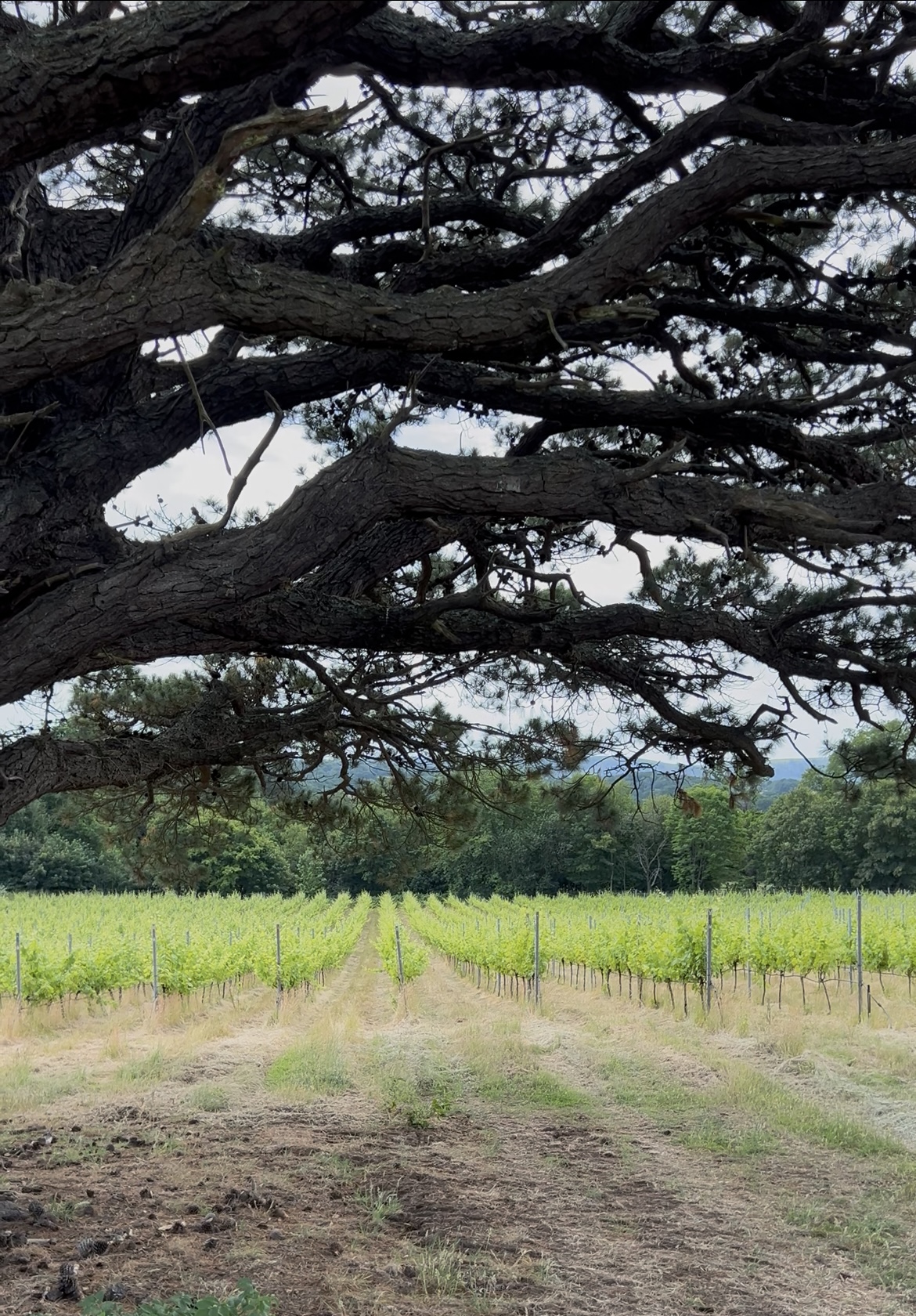 Stopham Vineyard main photo
