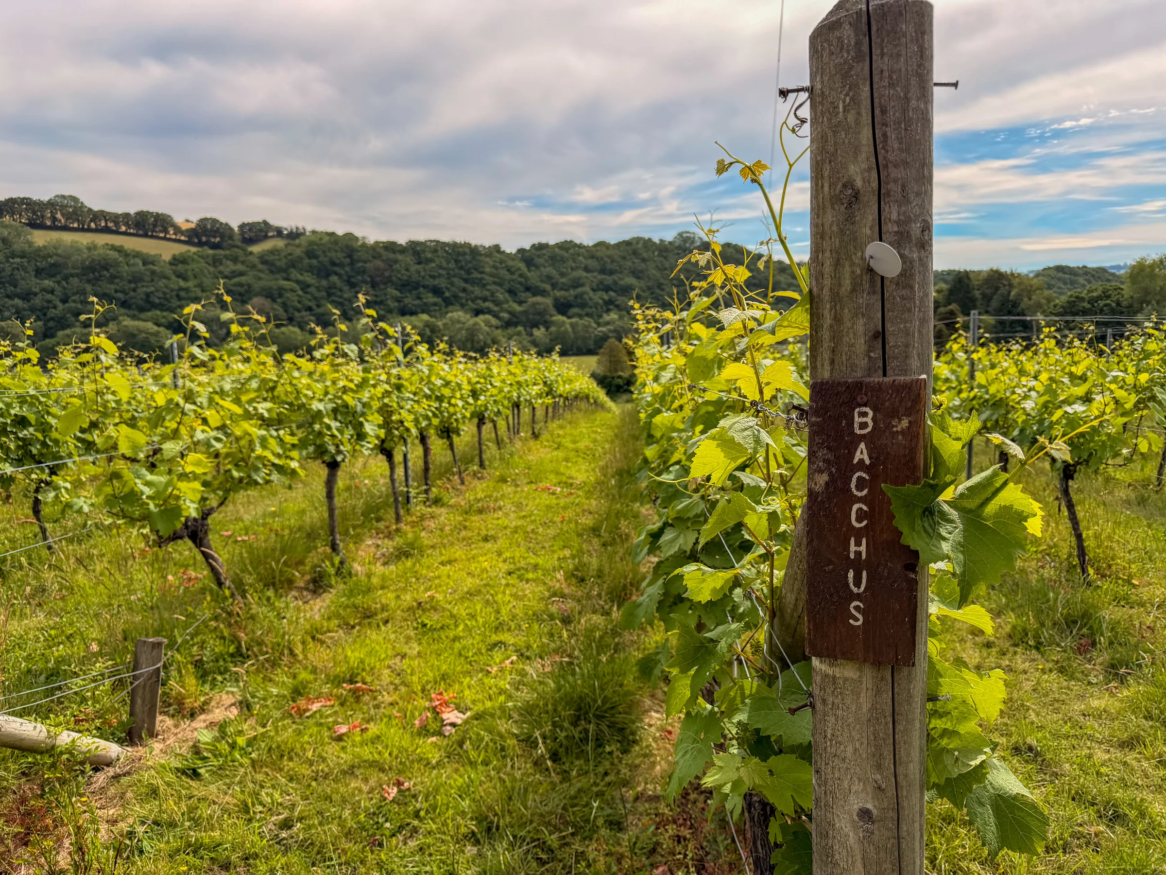 A hand-painted wooden BACCHUS row marker at the end of a vine row at Swanaford Vineyard, with wooded hills behind