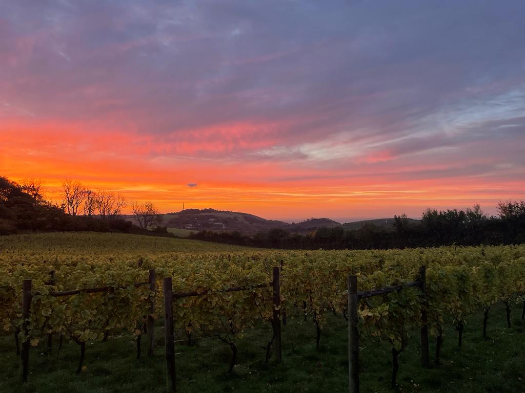 Terlingham Vineyard photo 2