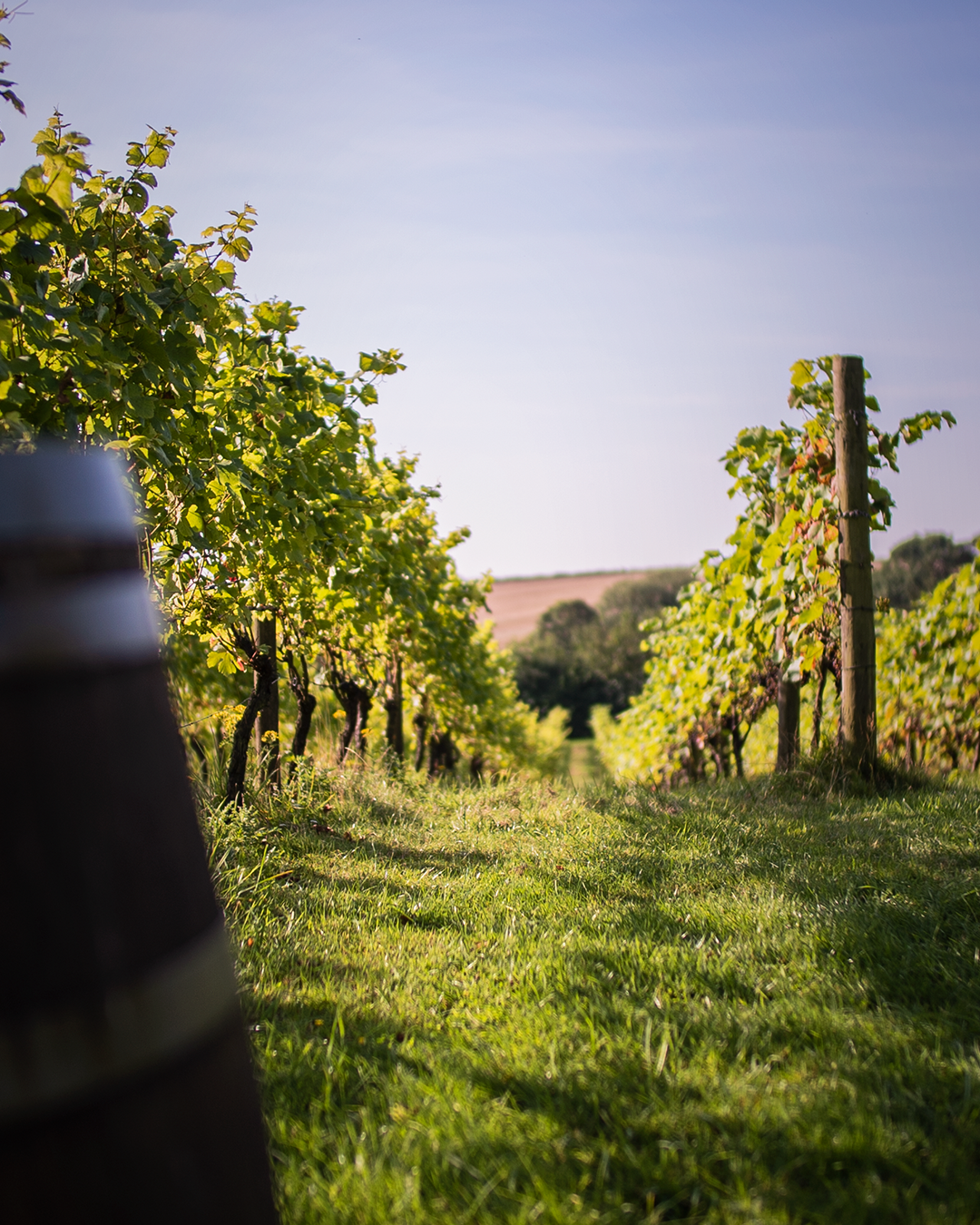 Terlingham Vineyard photo 3