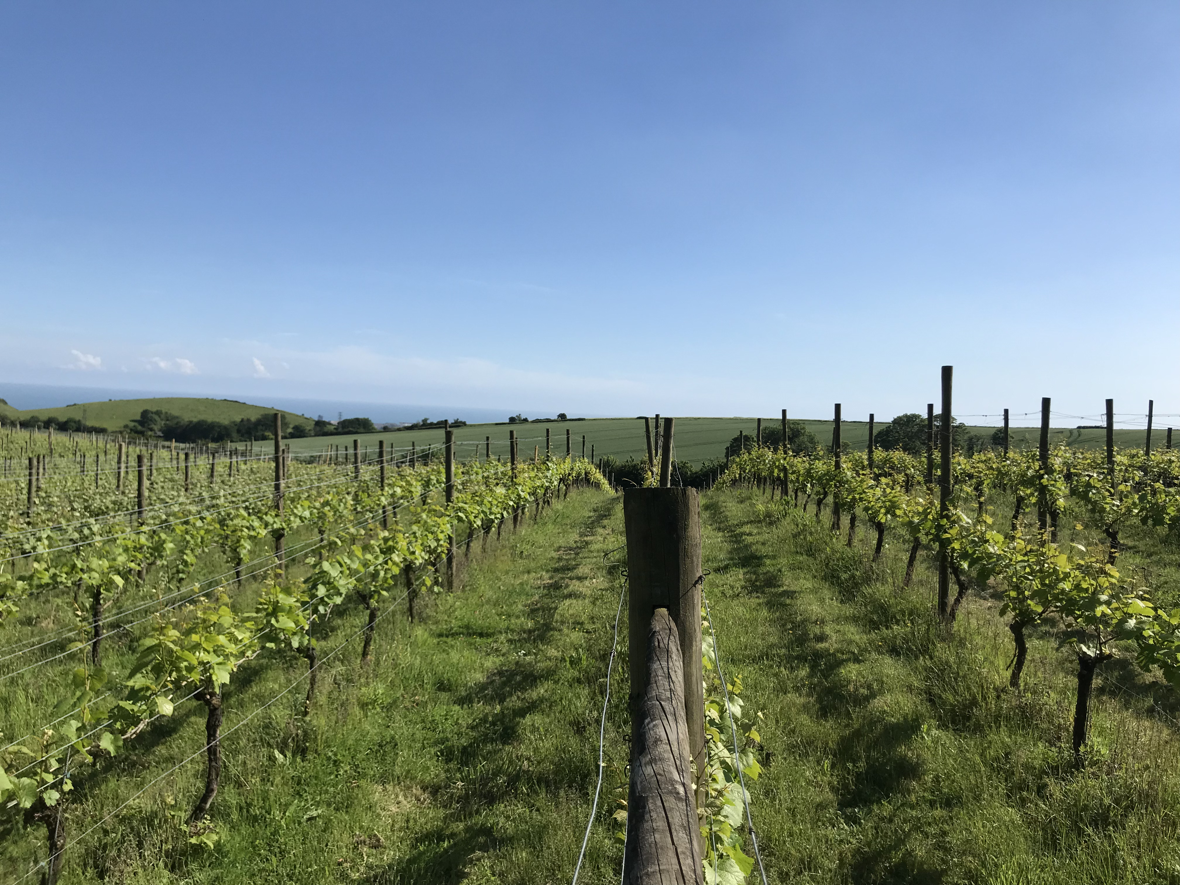 Terlingham Vineyard main photo