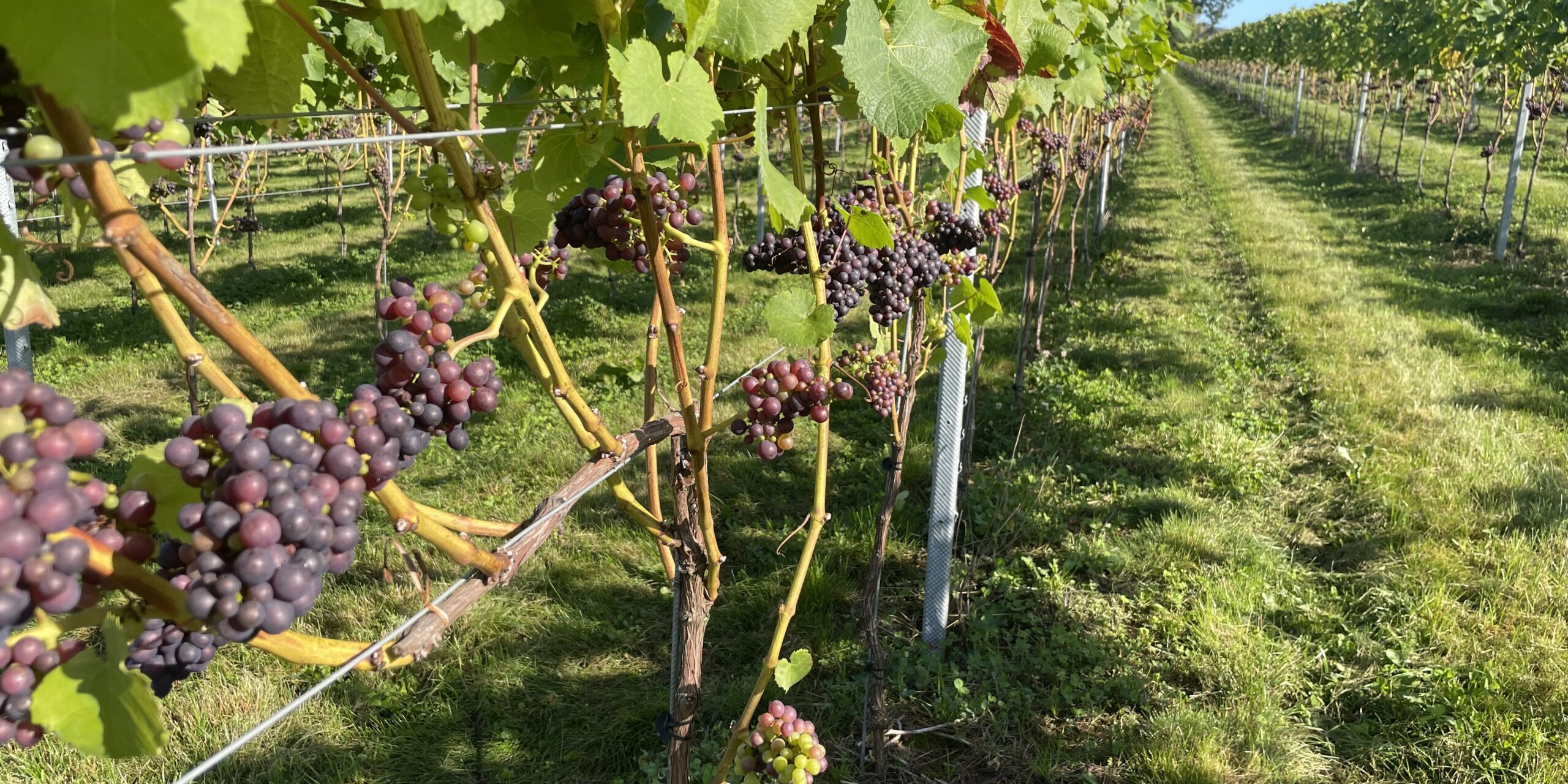 The Dell Vineyard photo 3