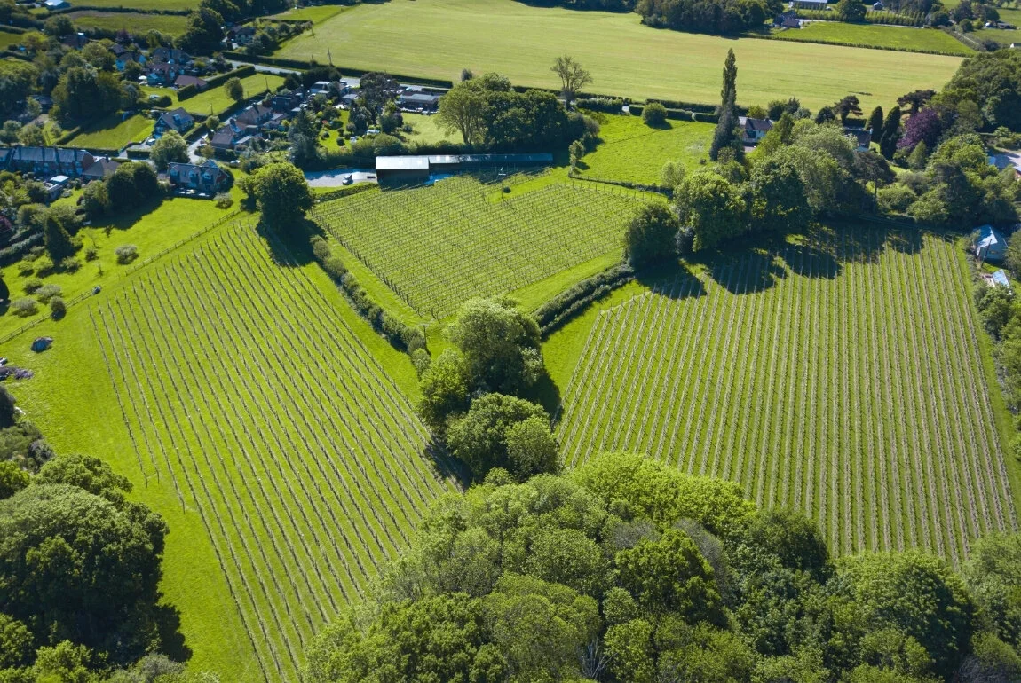 Tickerage Wine At Blackboys Vineyard main photo