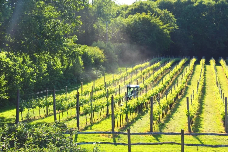 Tickerage Wine At Blackboys Vineyard photo 3