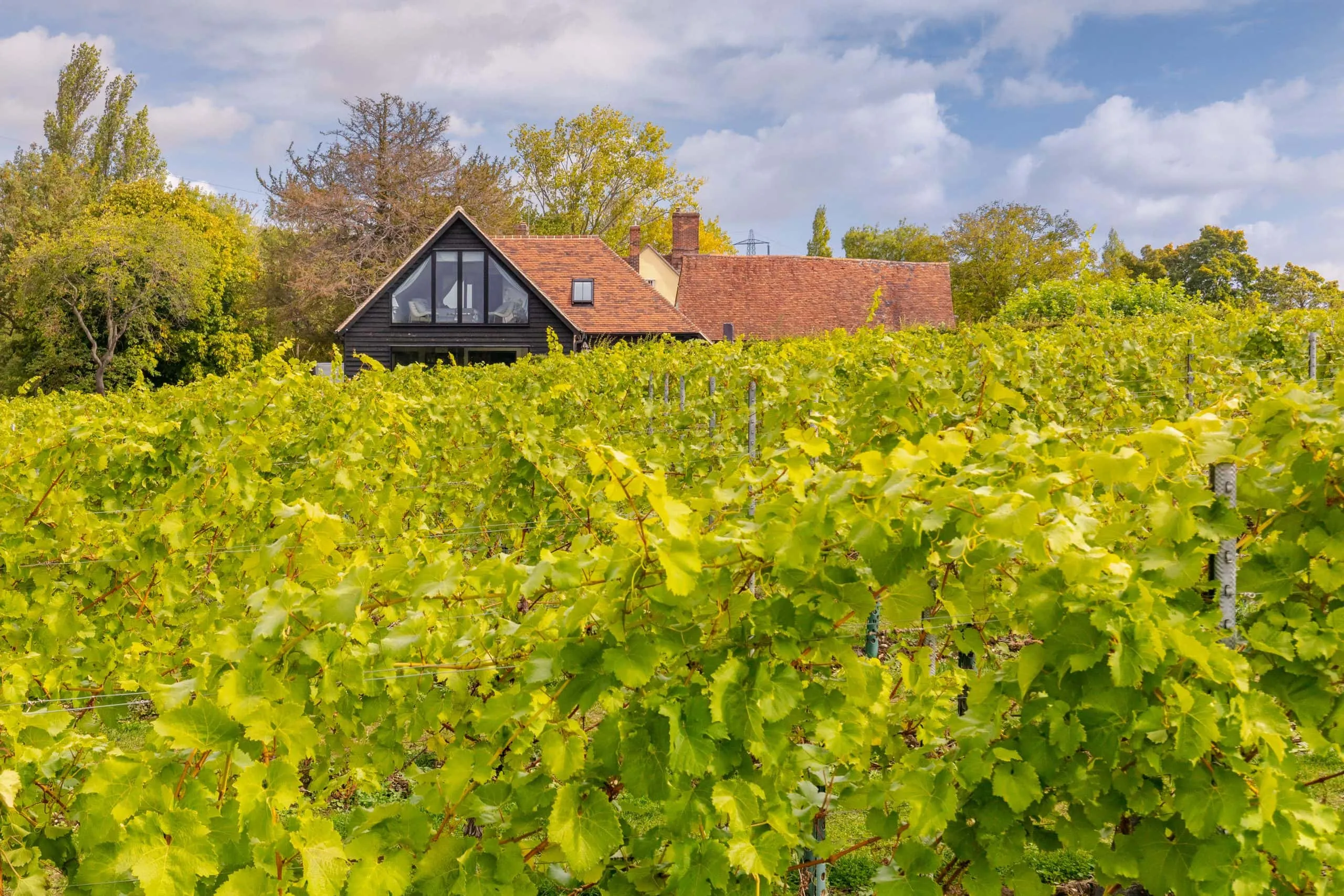 Toppesfield Vineyard photo 6