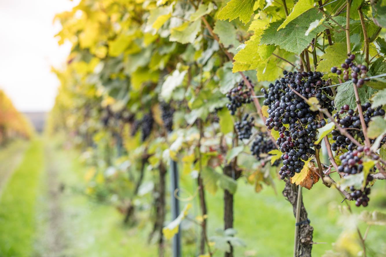 Trevibban Mill photo 4