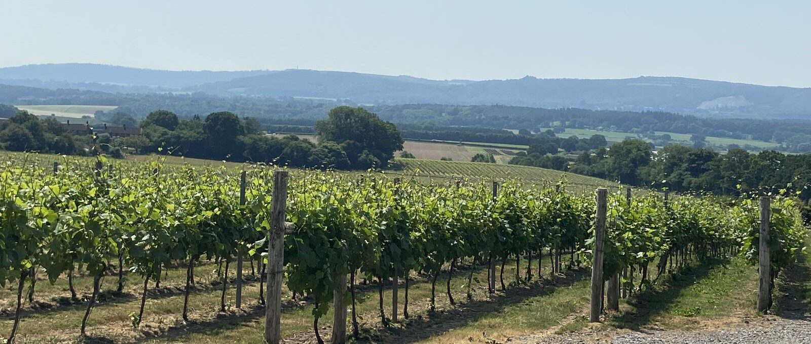 Upperton Vineyards photo 4