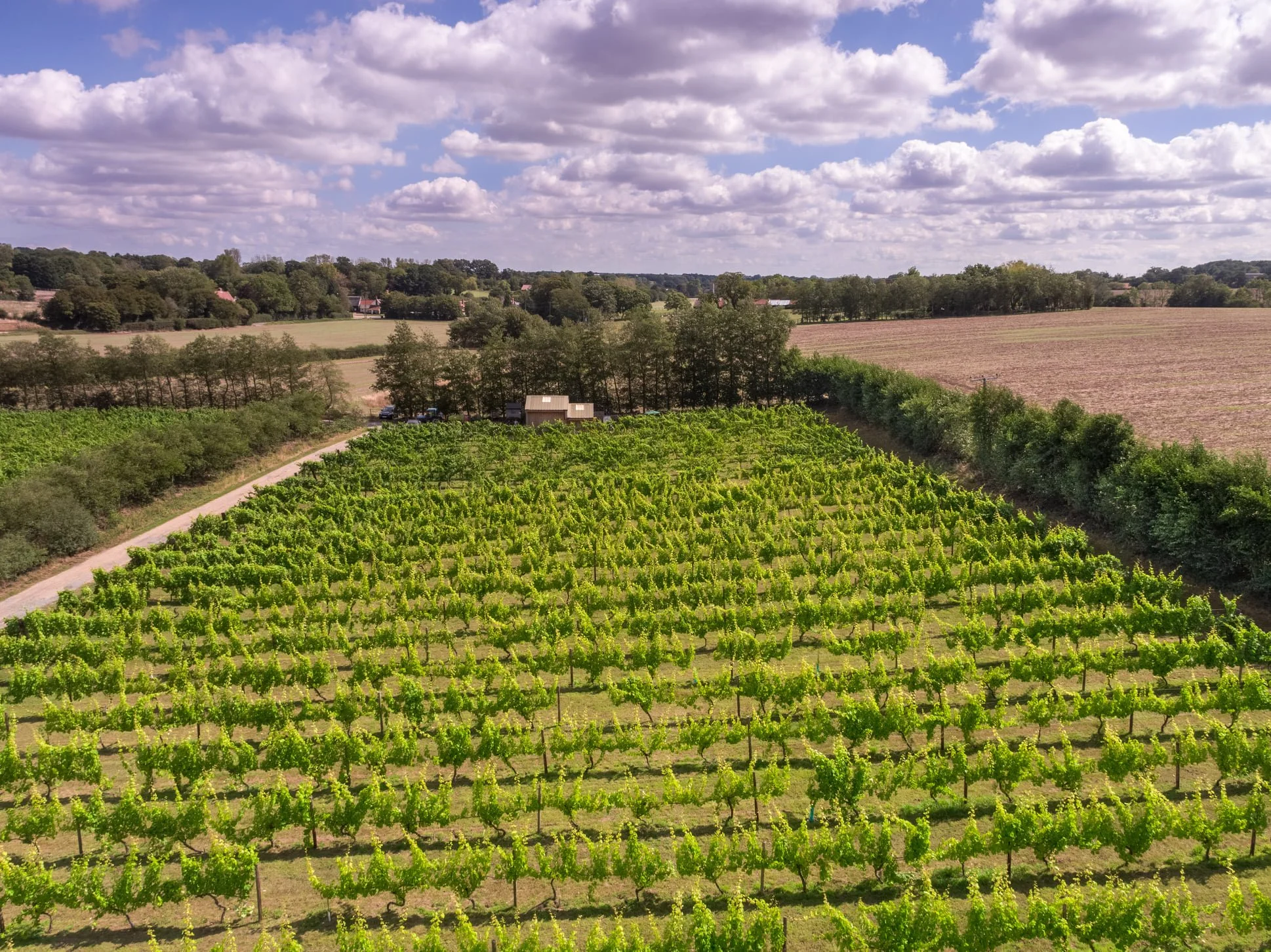 Valley Farm Vineyards photo 2