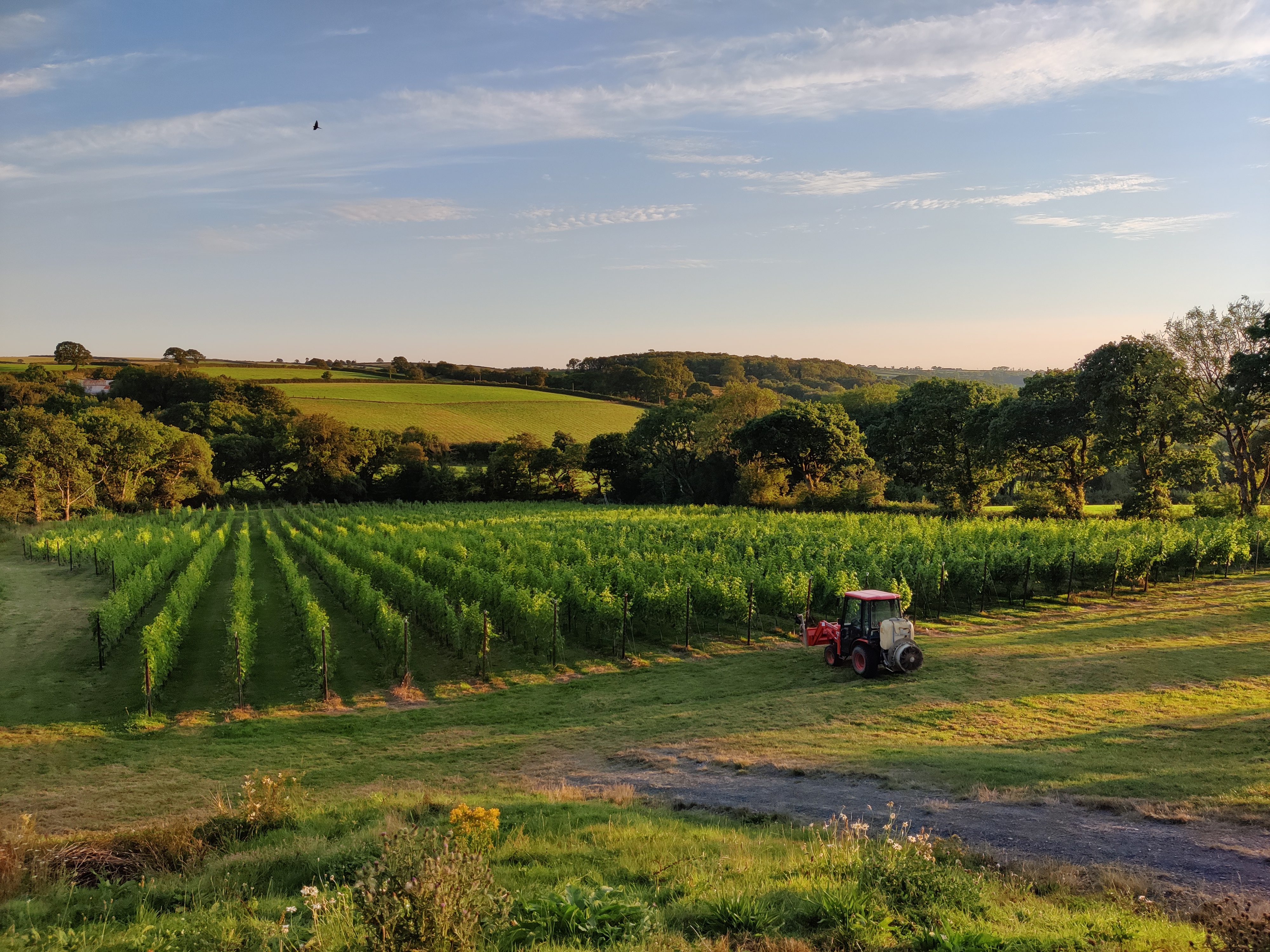 Velfrey Vineyard main photo