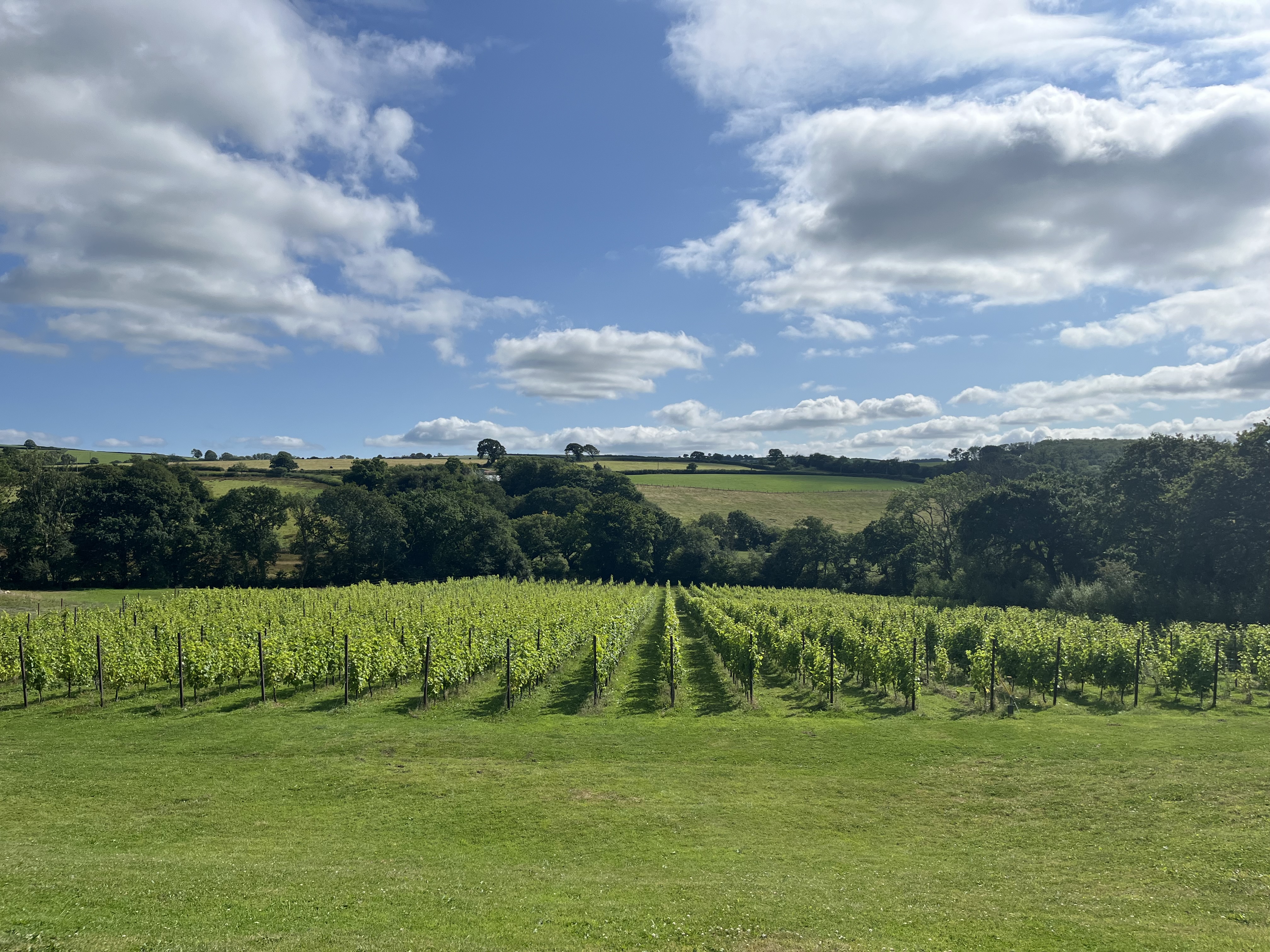 Velfrey Vineyard photo 2