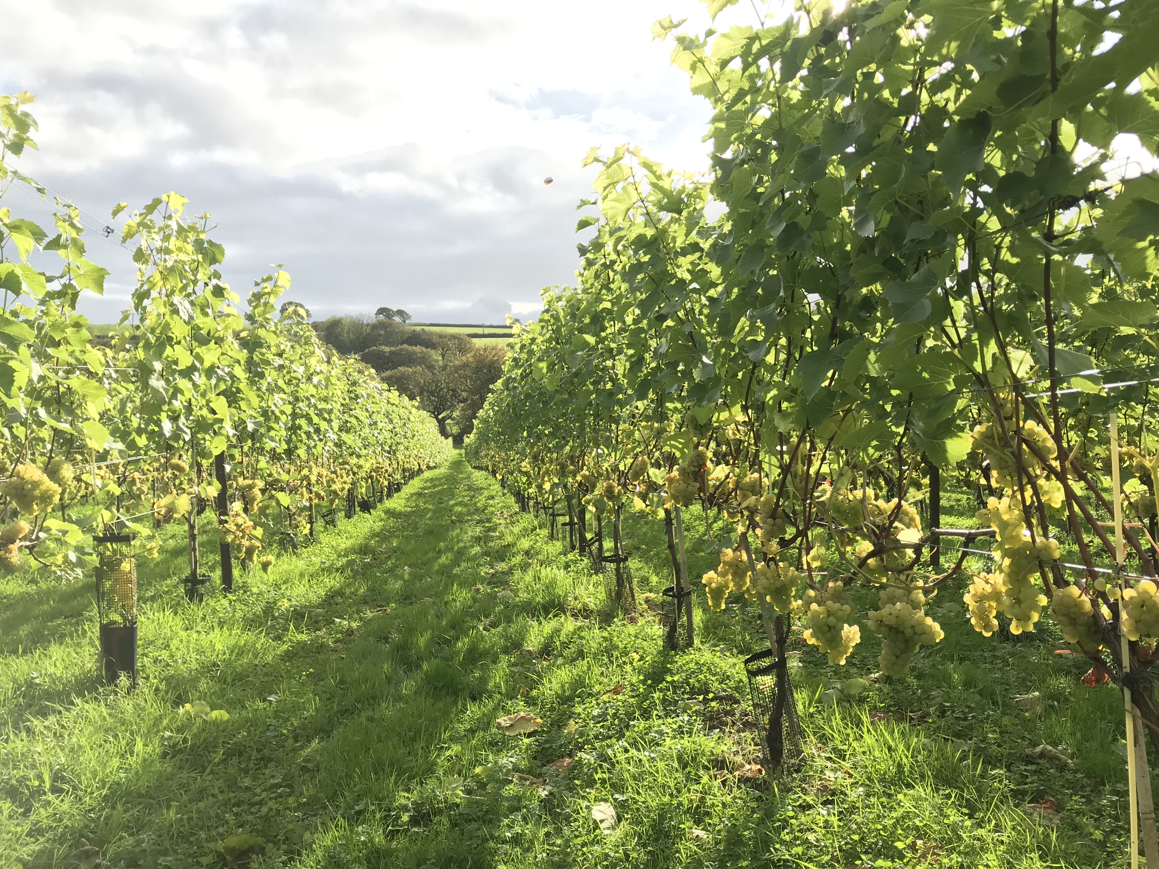 Velfrey Vineyard photo 5