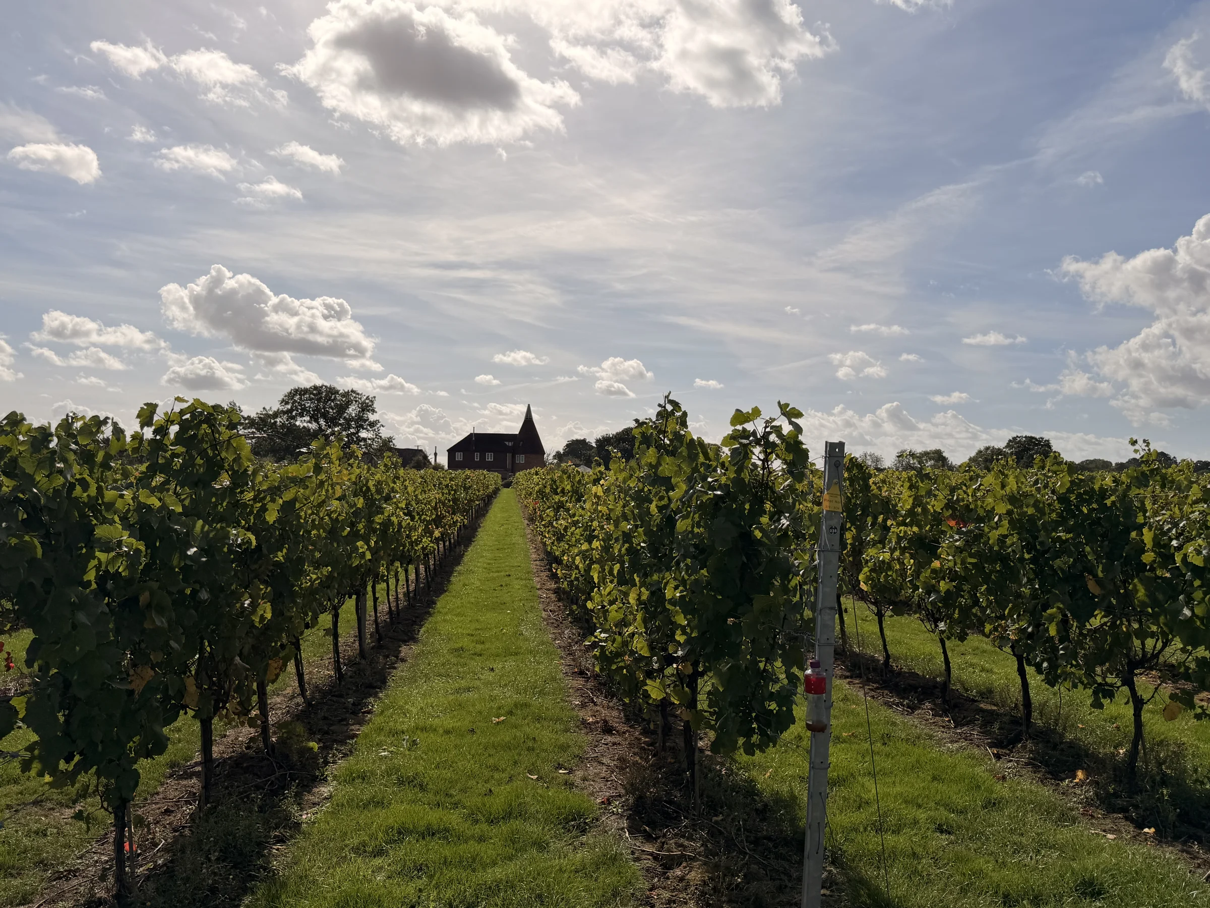 Warehorne Vineyard main photo
