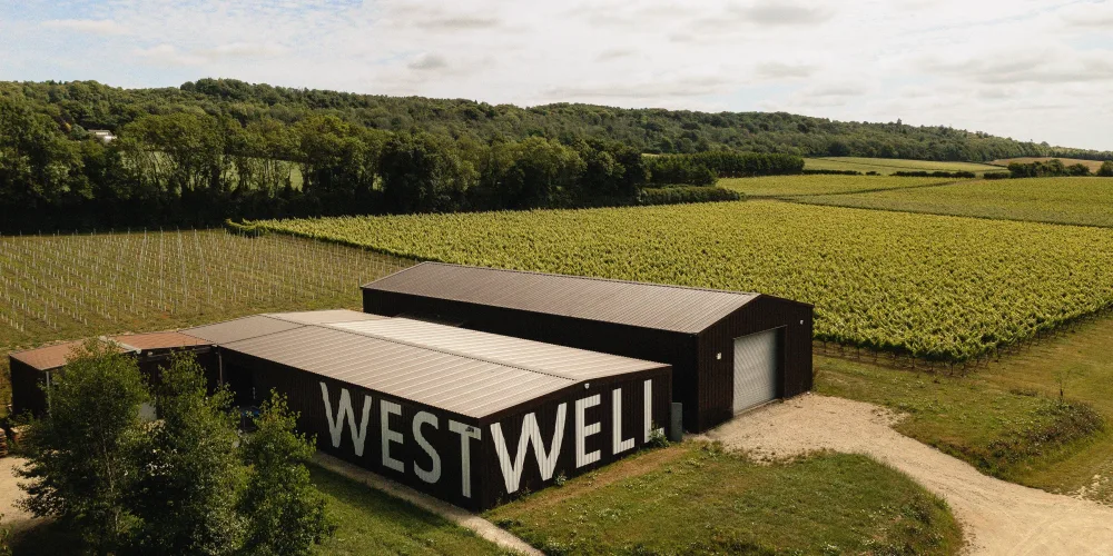 Westwell vineyard on the chalk escarpment in Kent