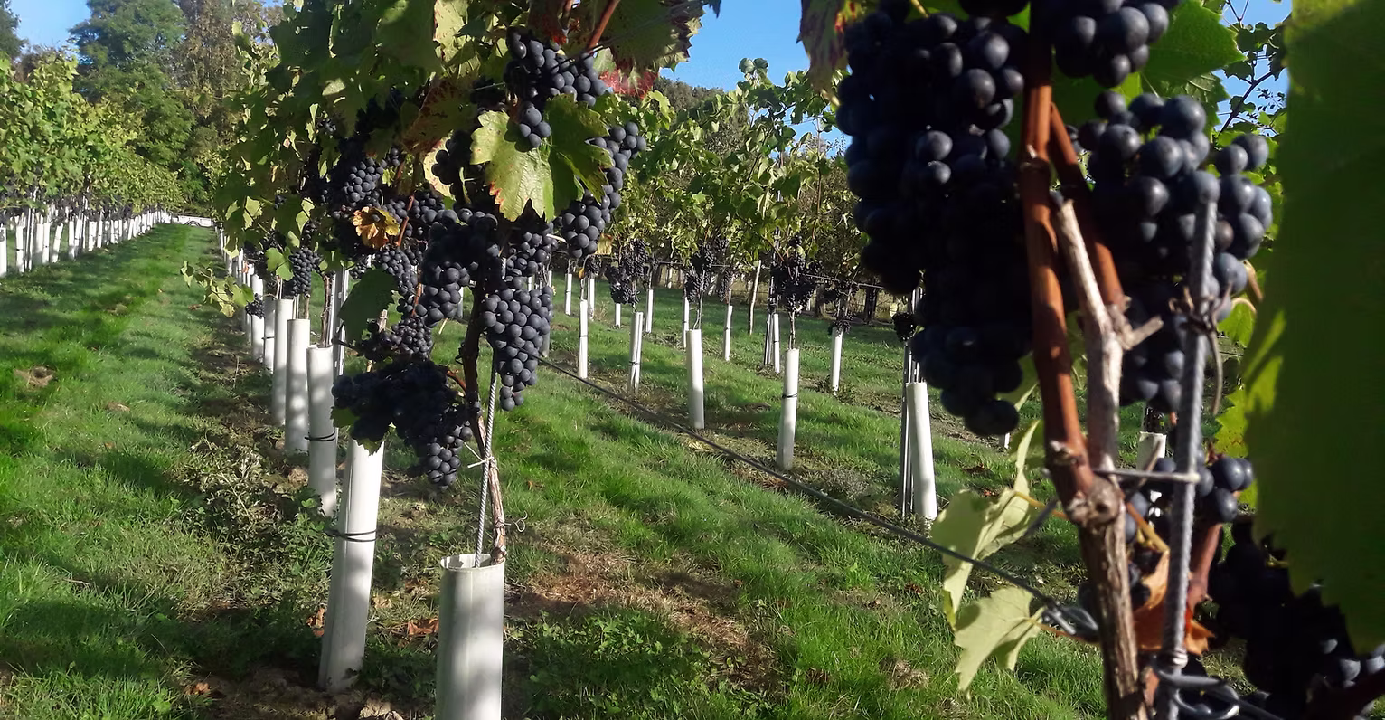 Wildwood Vineyard photo 2