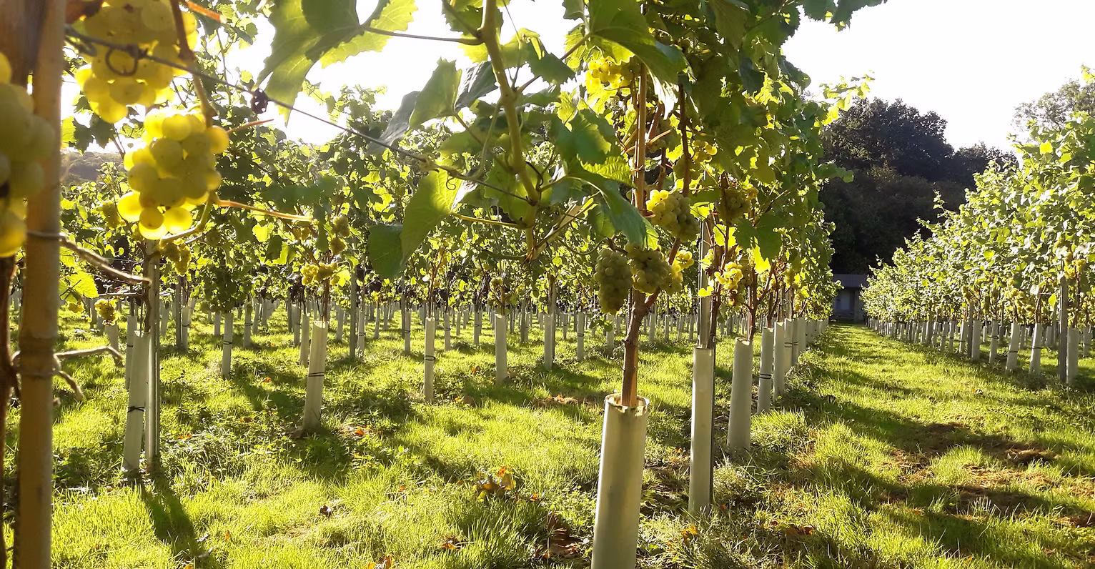 Wildwood Vineyard photo 3