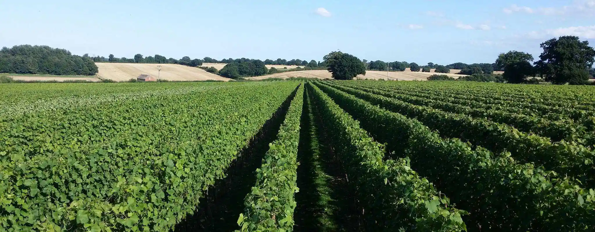 Winbirri Vineyards photo 2