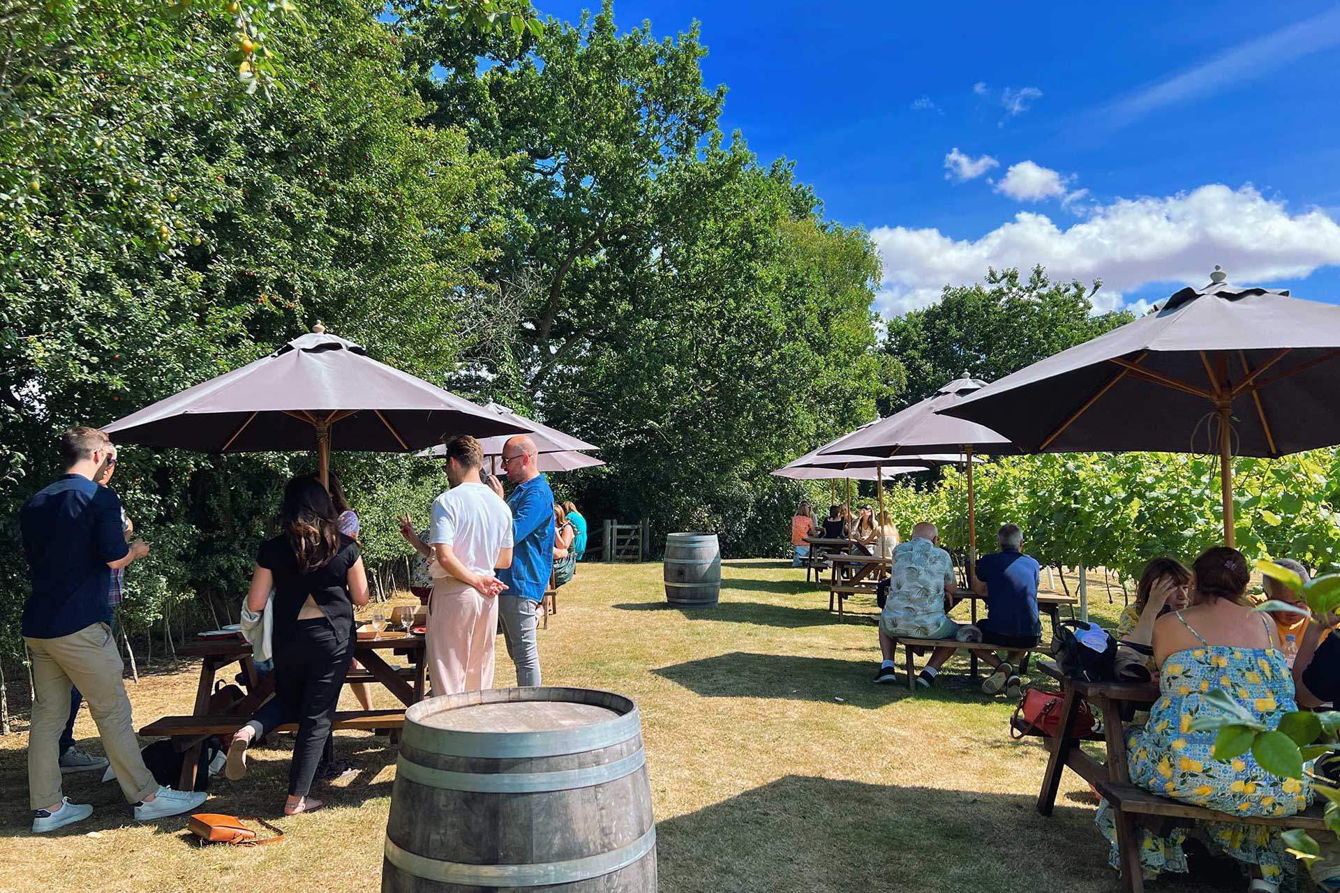 Winbirri Vineyards photo 5